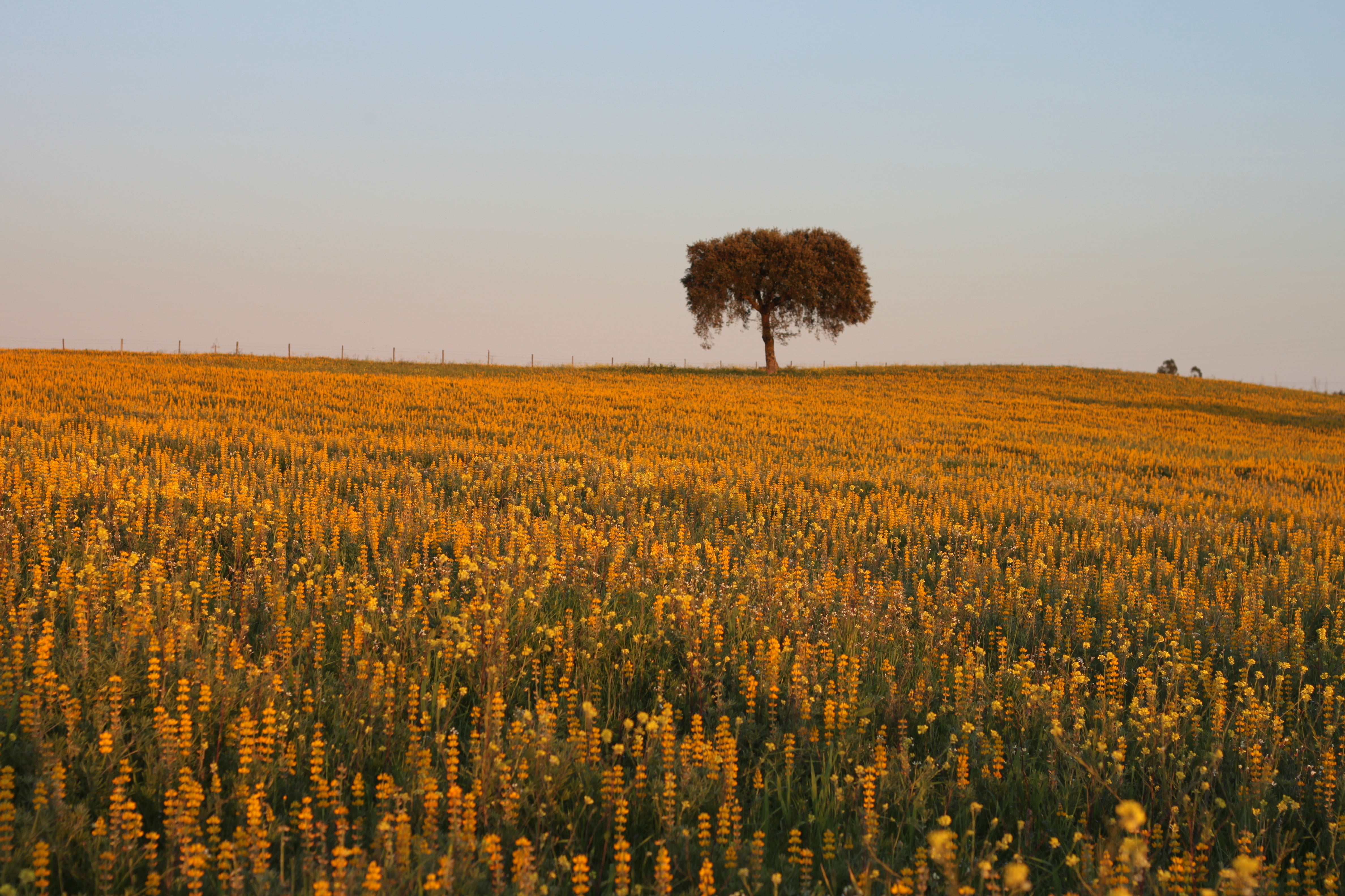 sky, landscape, petaled, 4K, agriculture, spring, filed, alentejo, EF, sobreiro, crop, Canon EOS 500D, scenics, rural Scene, portugal, field, nature, yellow, HD Wallpaper