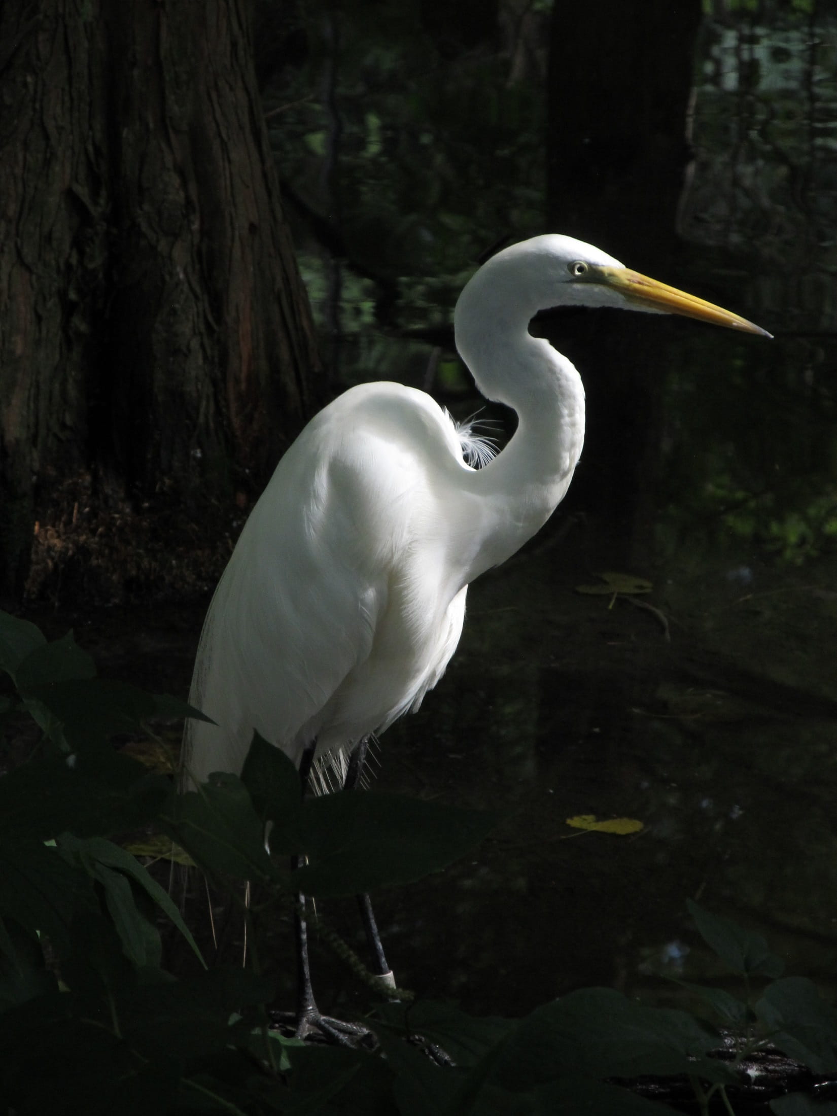 enclosure, water, standing, egret, white color, animal wildlife, animal themes, plumage, beak, outdoors, 1080P, water bird, animals in the wild, zoo, one animal, Phone HD Wallpaper