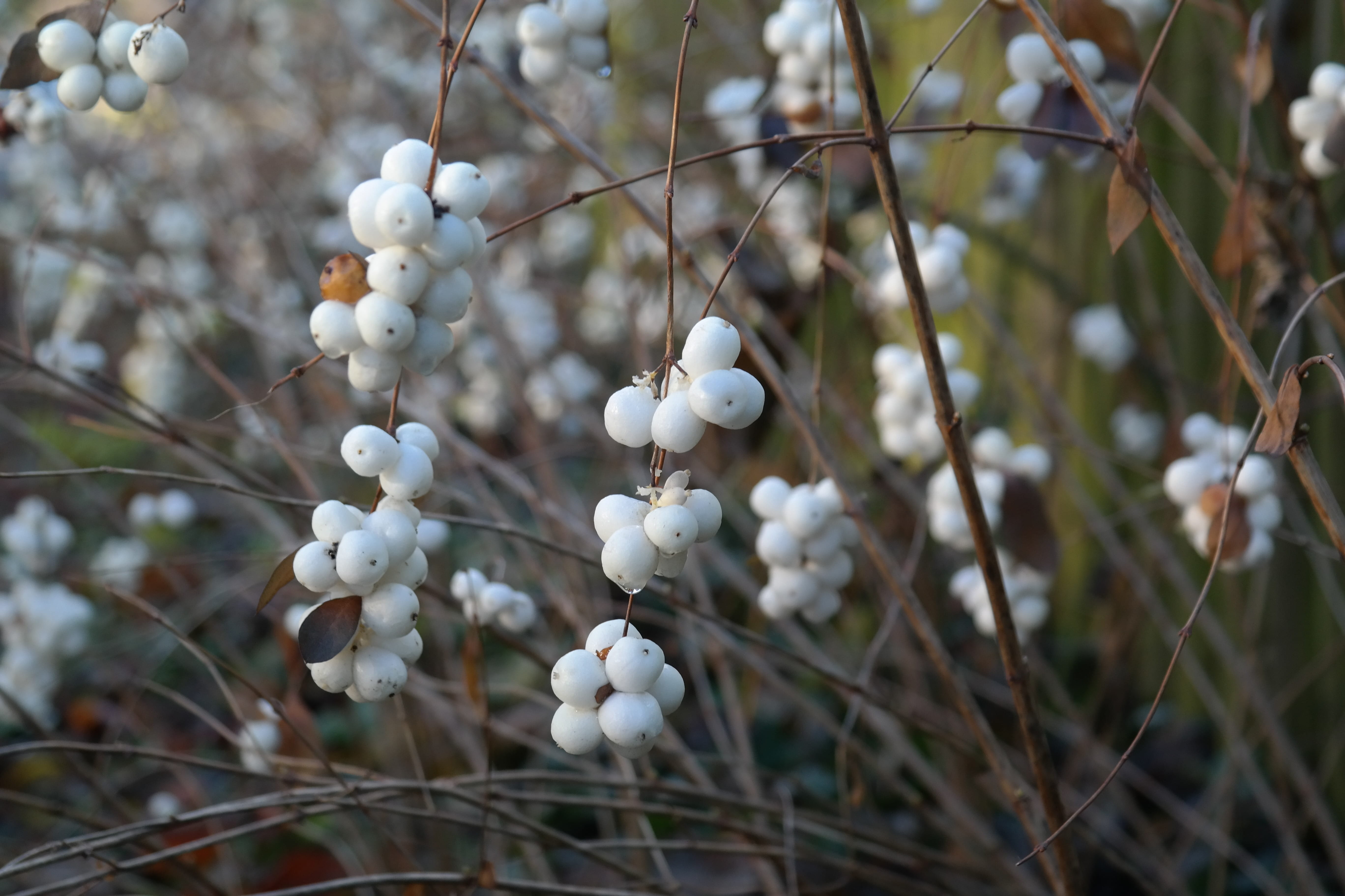 plant stem, symphoricarpos, close-up, springtime, nature, snow berry, food and drink, food, no people, hedge, Bush, knallerbse, ordinary schneebeere, plant, HD Wallpaper
