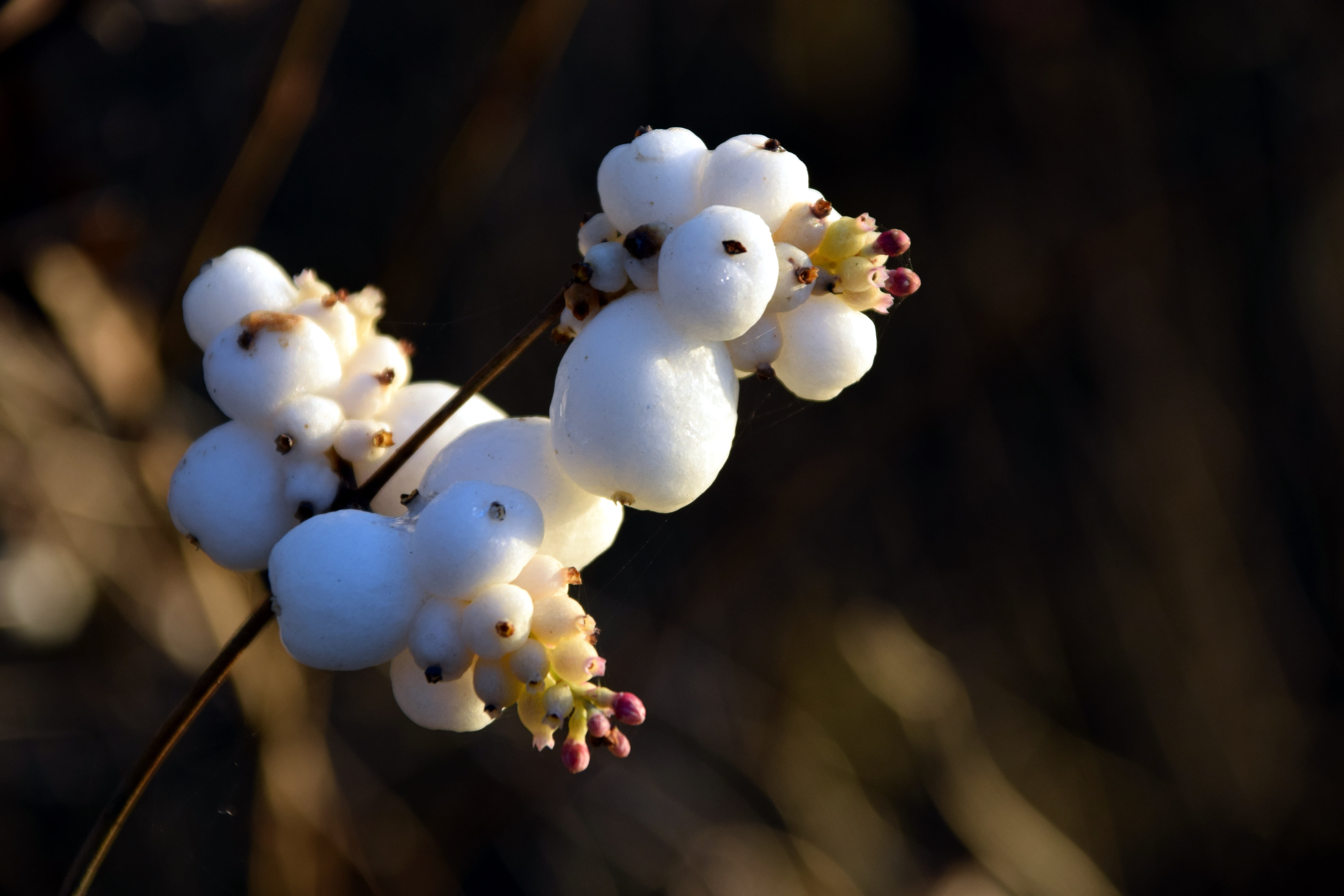caprifoliaceae, no people, beauty in nature, snowberry albus, flowering plant, nature, branch, focus on foreground, vulnerability, growth, pollen, day, HD Wallpaper