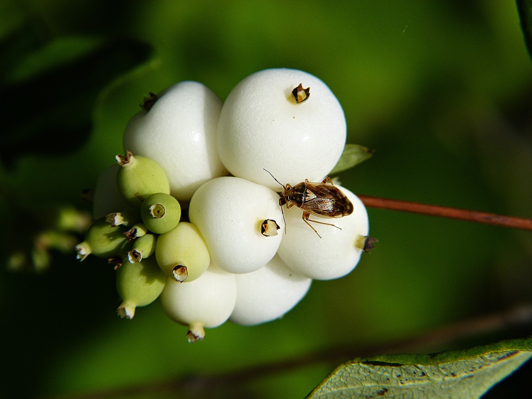 plant, food and drink, insect, close-up, day, green color, pollination, 720P, focus on foreground, healthy eating, freshness, toy torpedo, animal, invertebrate, HD Wallpaper