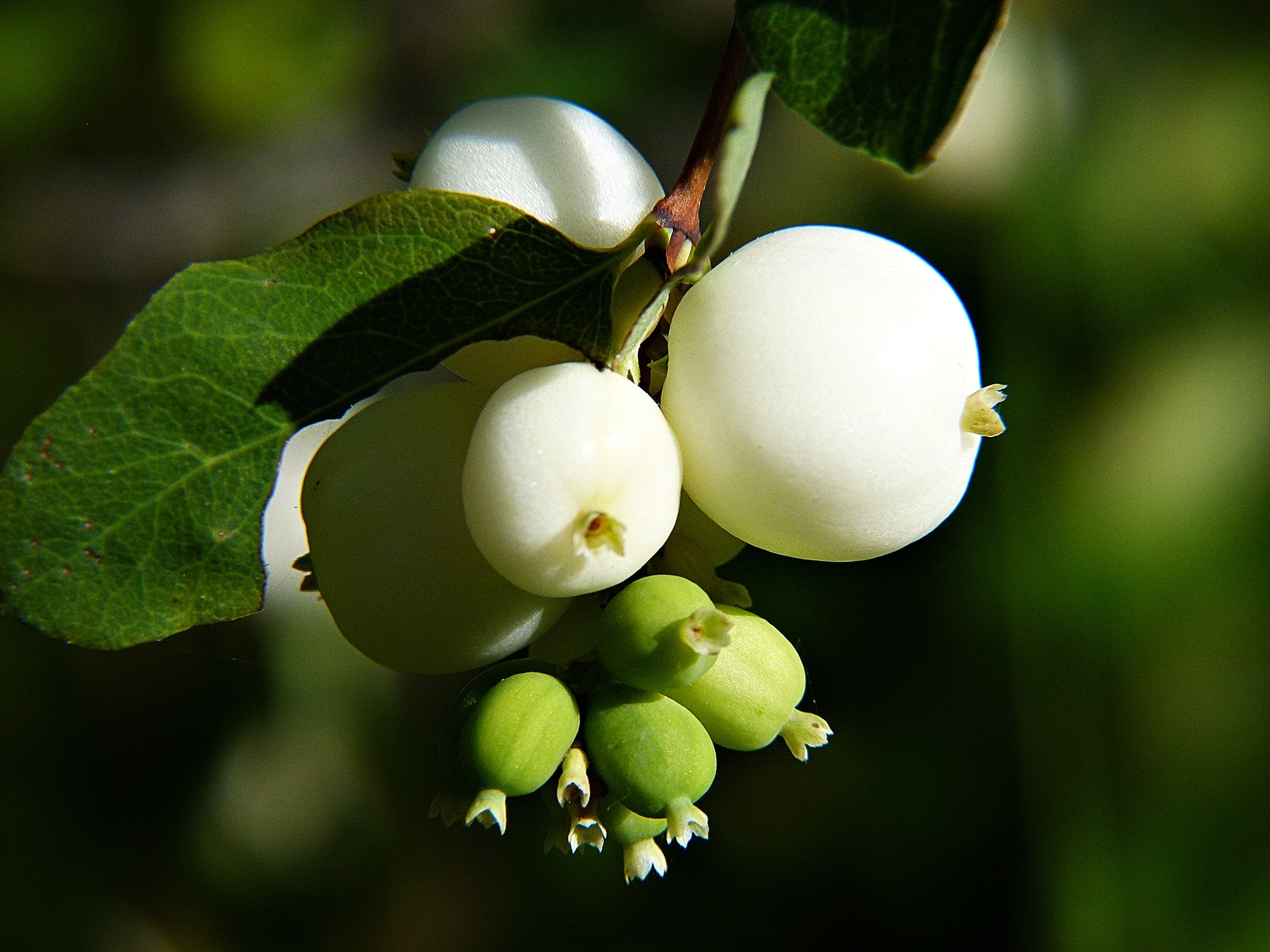 nature, symphoricarpas albus, common snowberry, 720P, ripe, leaf, outdoors, cap bomb, green color, no people, tree, food, focus on foreground, fruit, beauty in nature, HD Wallpaper