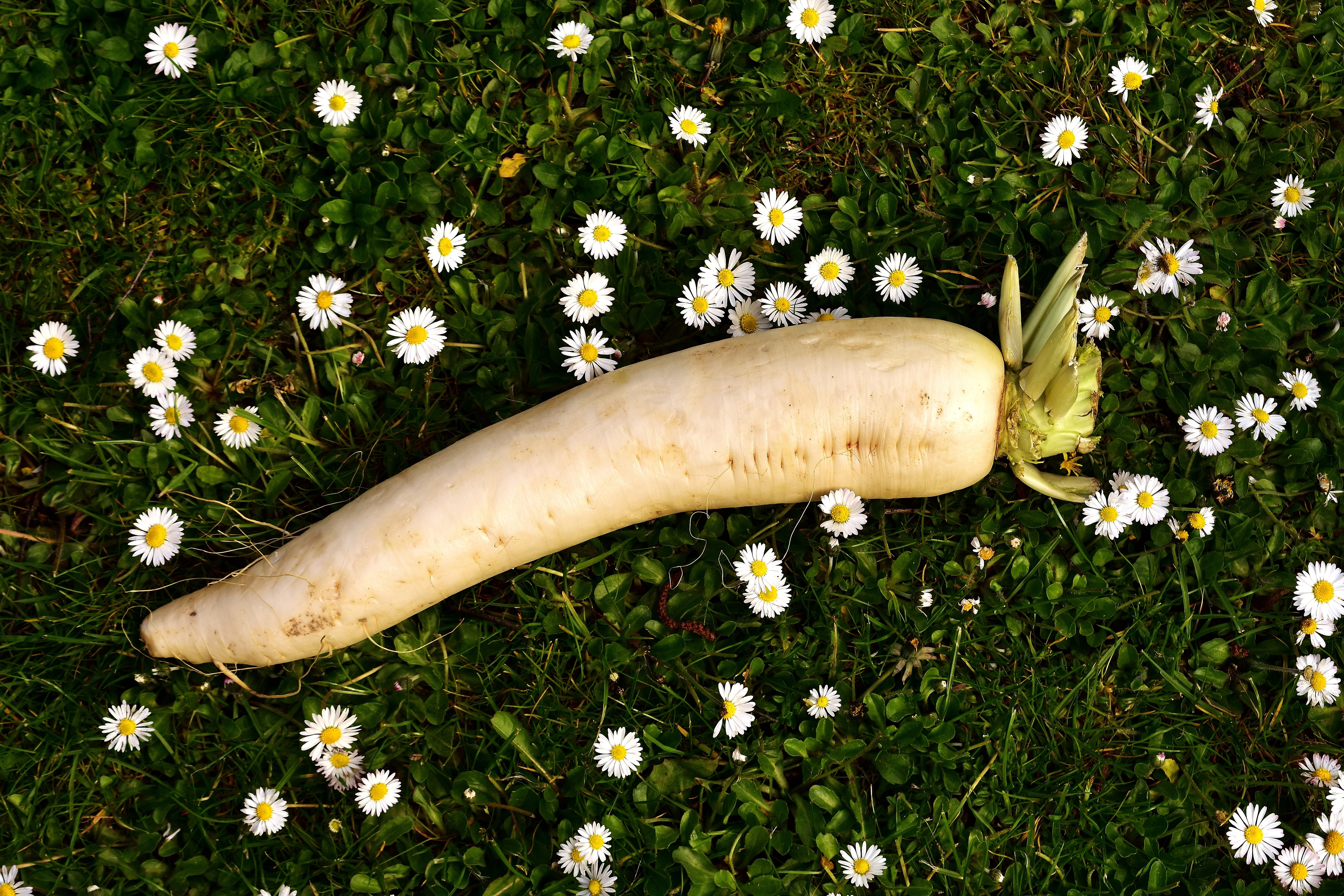 no people, close-up, albus, root, vegetables, plant, cruciferous plant, white beer radish, high angle view, brassicaceae, growth, nature, flower, daisy, HD Wallpaper