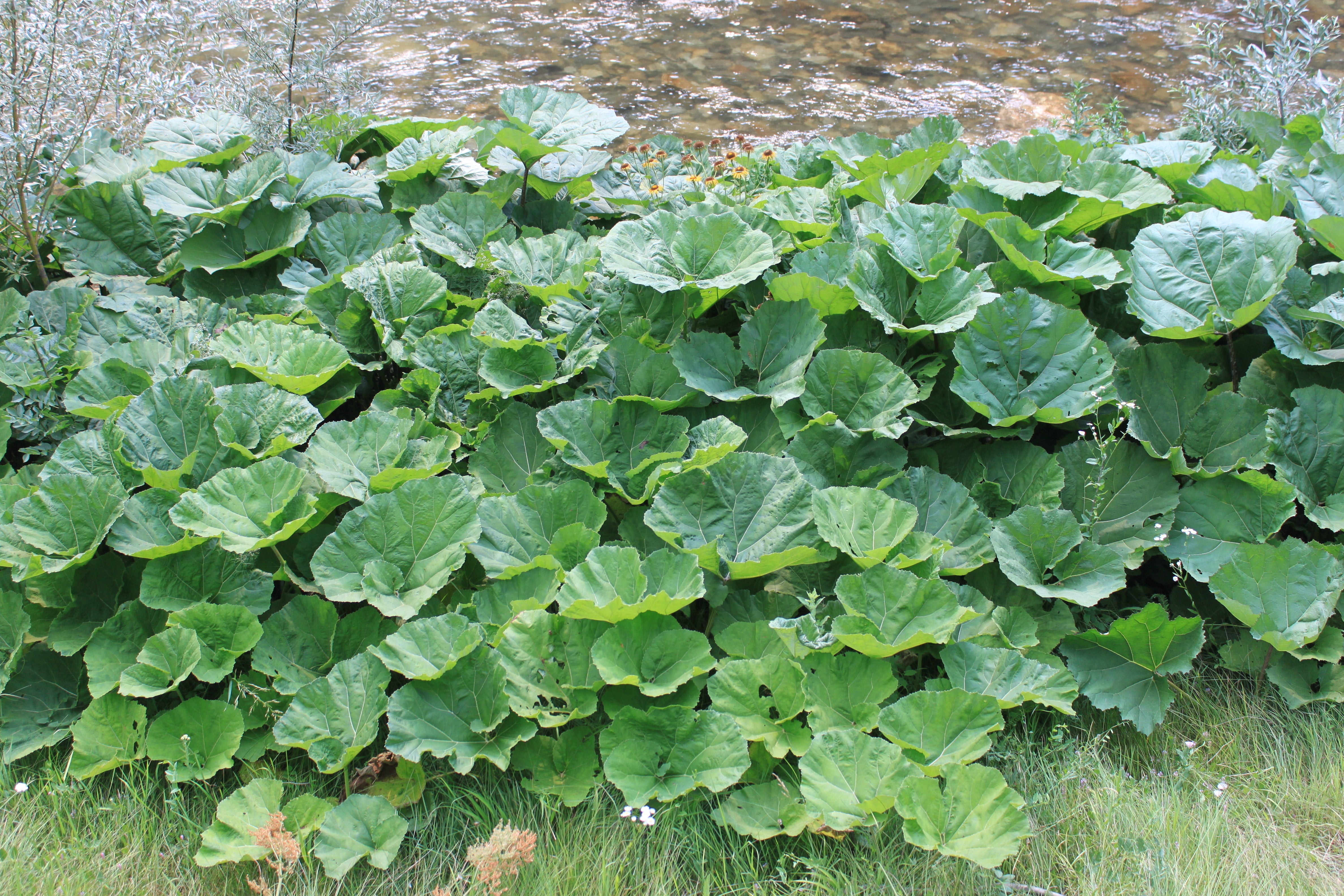giant, plant part, close-up, green, growth, outdoors, food and drink, butterbur, romania, plants, gorj, hybridus, freshness, petasites, land, green color, HD Wallpaper