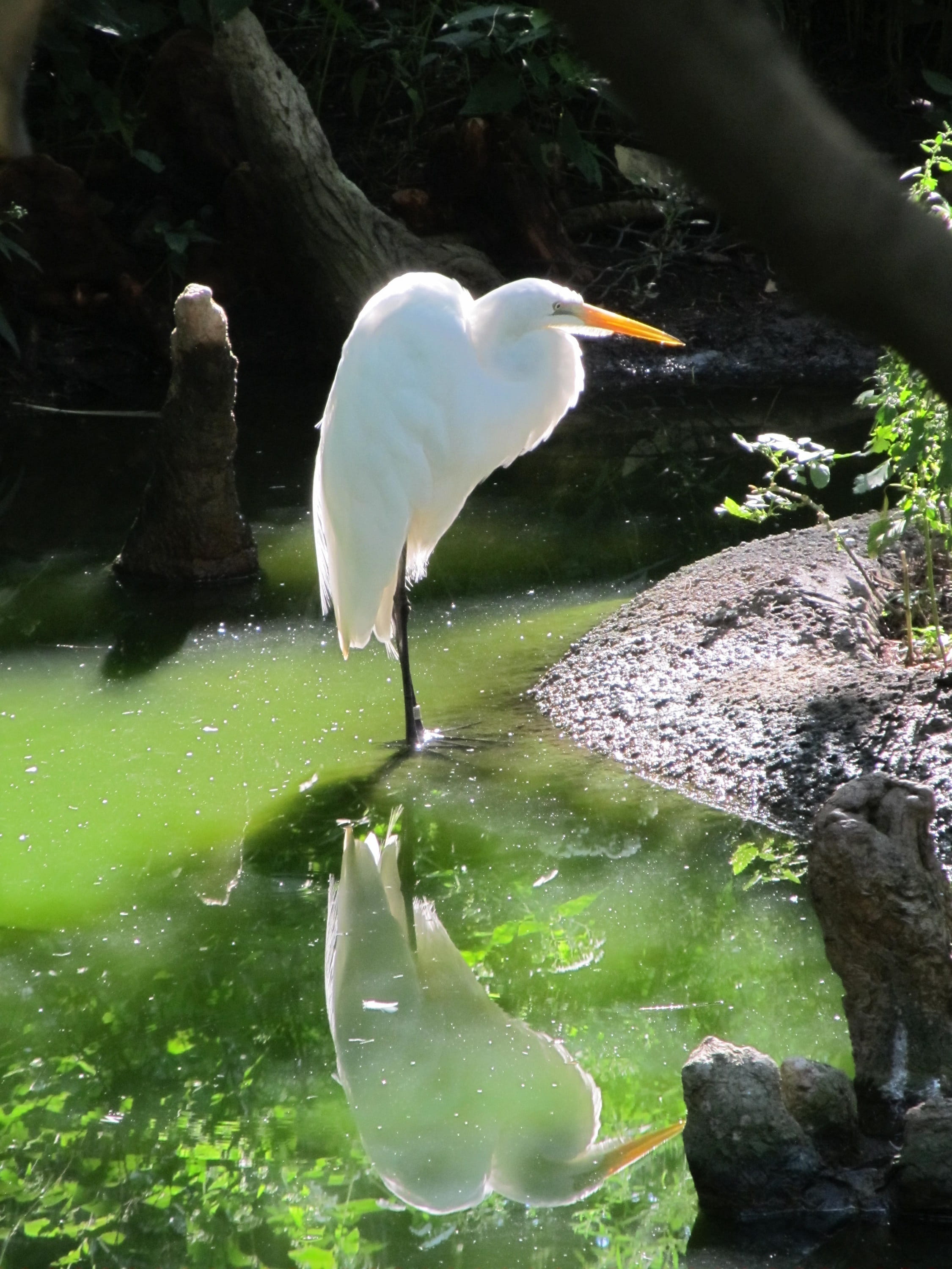 animal themes, waterfowl, animal, outdoors, day, all white, water, bird, standing, enclosure, plant, no people, animal wildlife, looking, tree, portrait, Phone HD Wallpaper