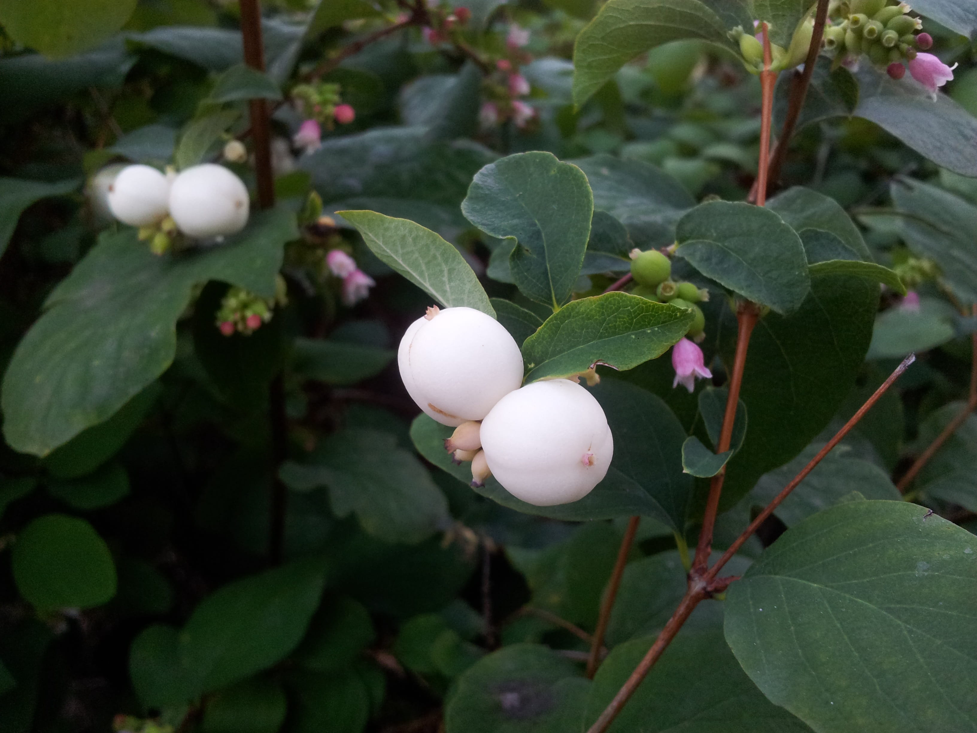 2K, close-up, summer, white, buskbär, beauty in nature, outdoors, fruit, day, healthy eating, vulnerability, late summer, garden, tree, snowberry, focus on foreground, HD Wallpaper