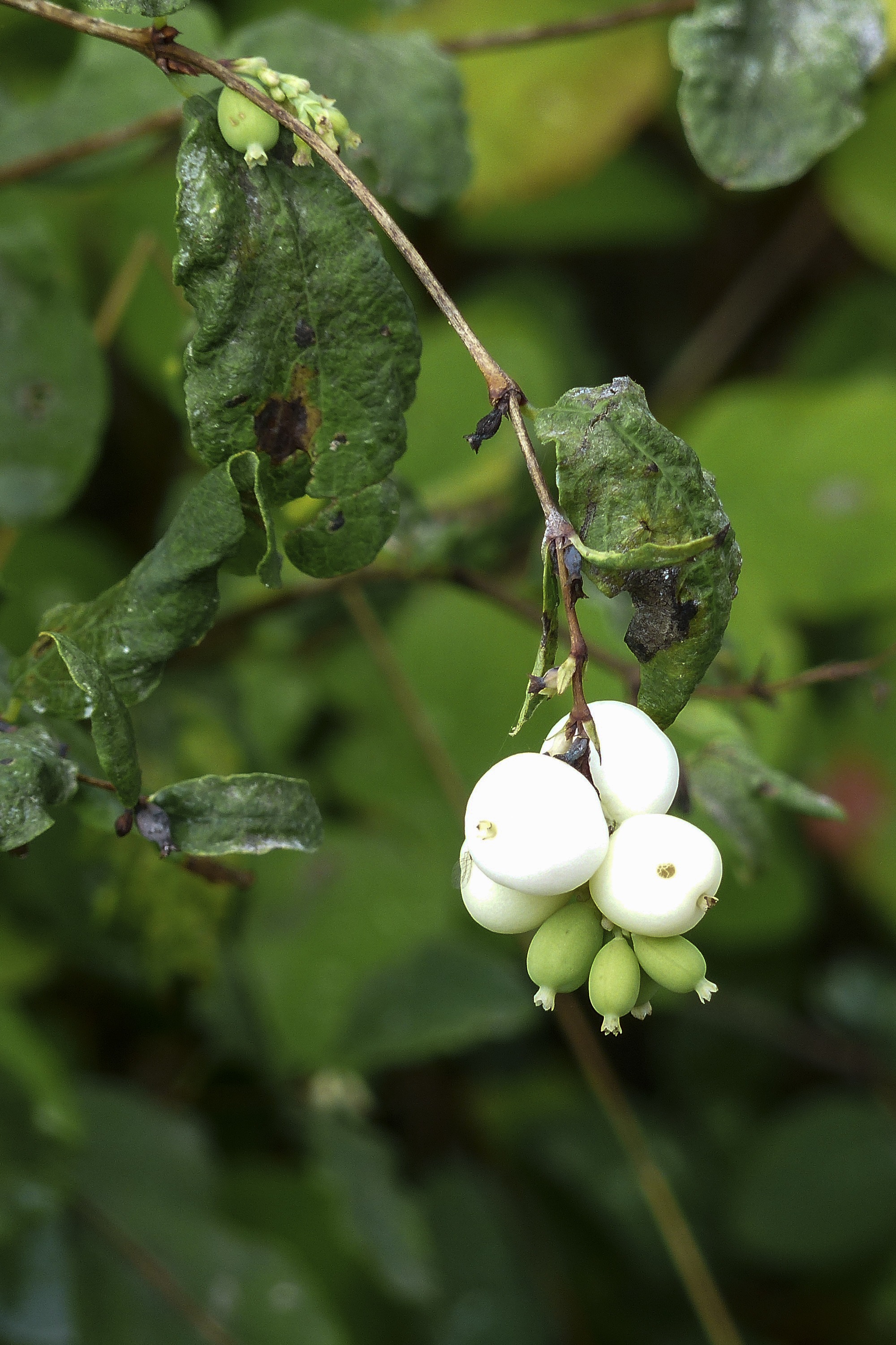 shrub, food and drink, leaf, white, plant, toy torpedo, 2K, plant part, no people, growth, plant stem, outdoors, flower, close-up, forest, green color, Phone HD Wallpaper