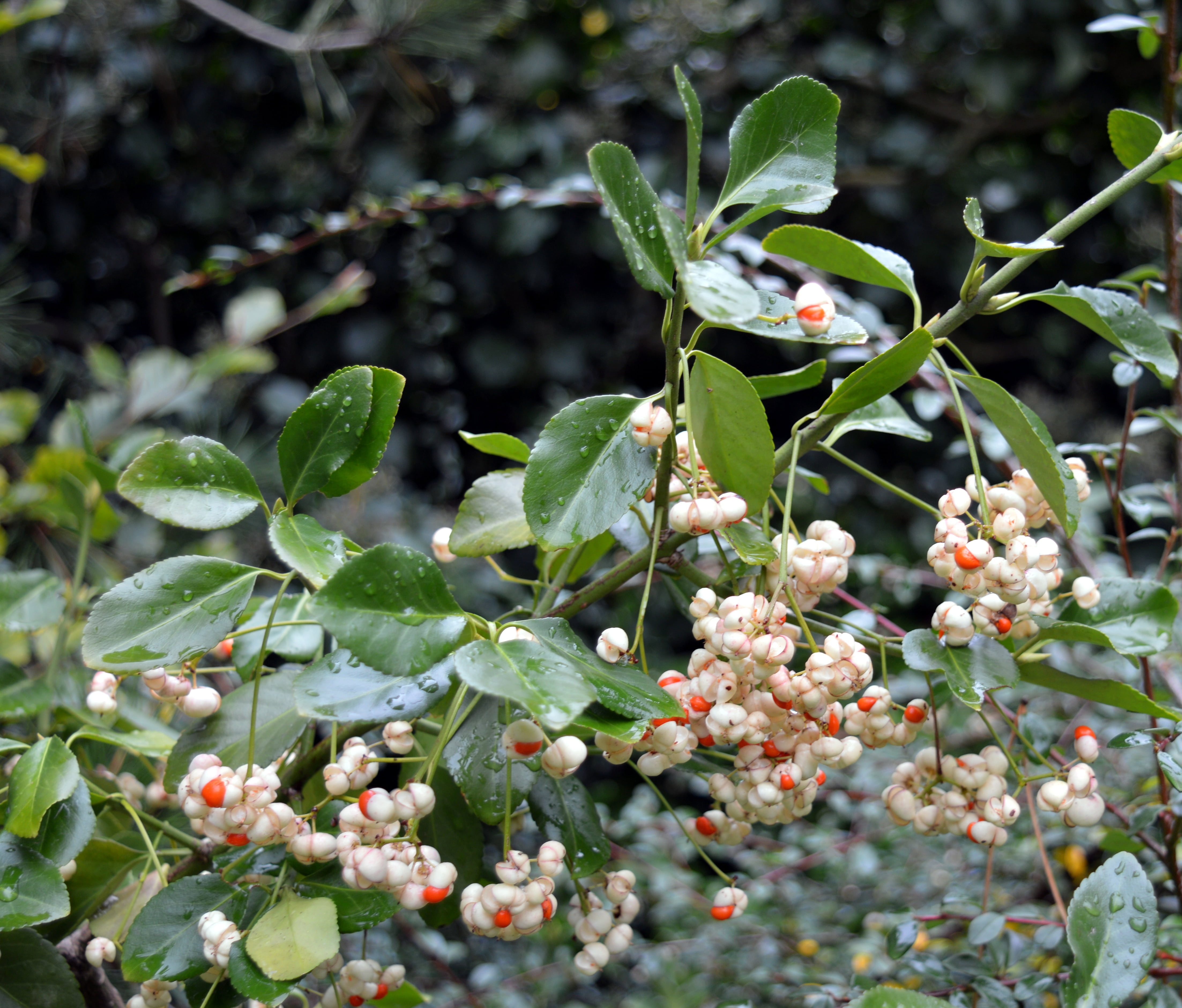 fragility, growth, petal, winter, fruit, plant part, close-up, flower, selective focus, 4K, vulnerability, nature, berries, tree, knallerbsenstrauch, knallerbse, HD Wallpaper