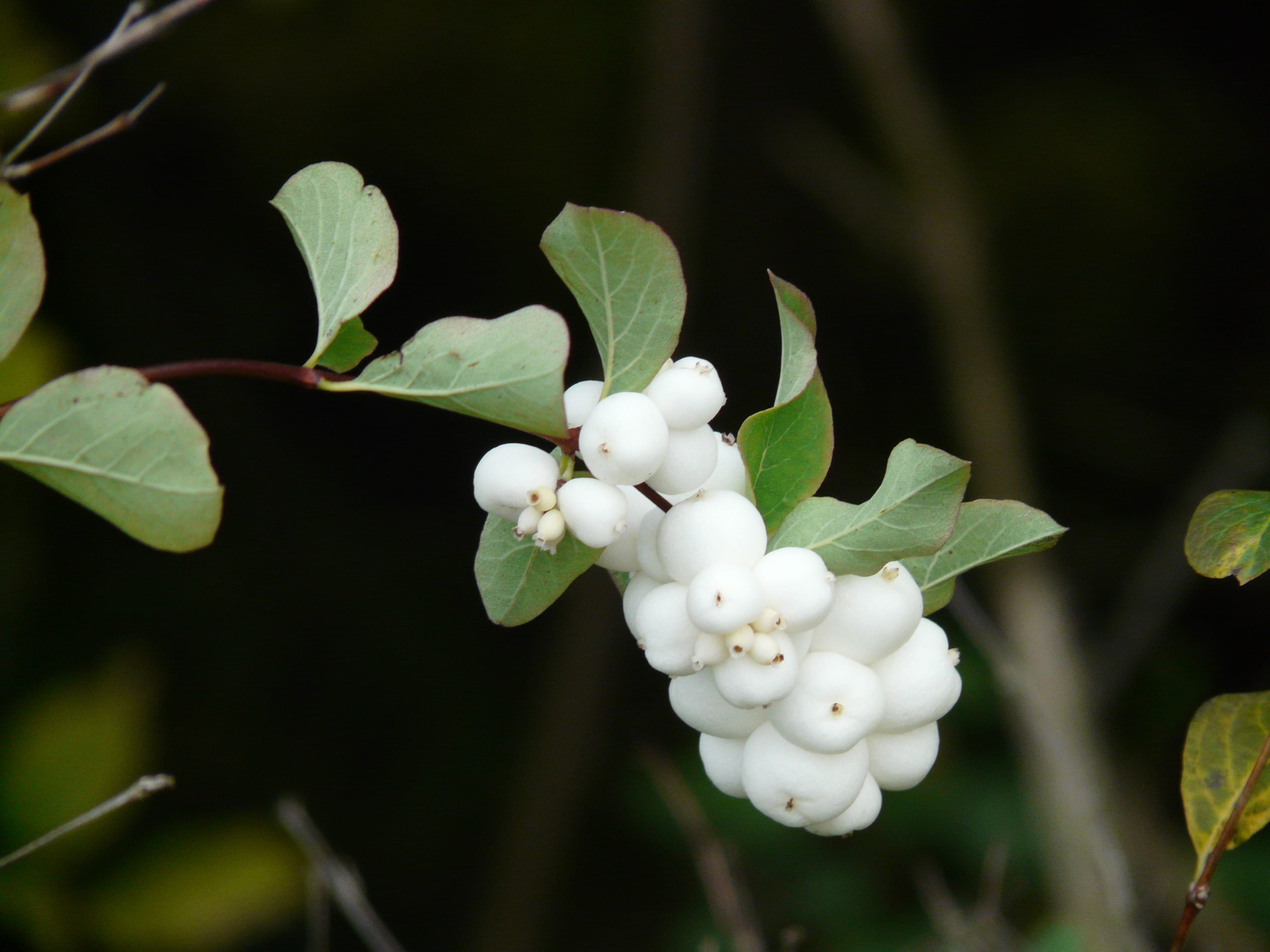 knallerbsen, ordinary schneebeere, 2K, close-up, nature, fragility, plant, white, outdoors, ornamental, berries, tree, bush, white color, flower head, HD Wallpaper