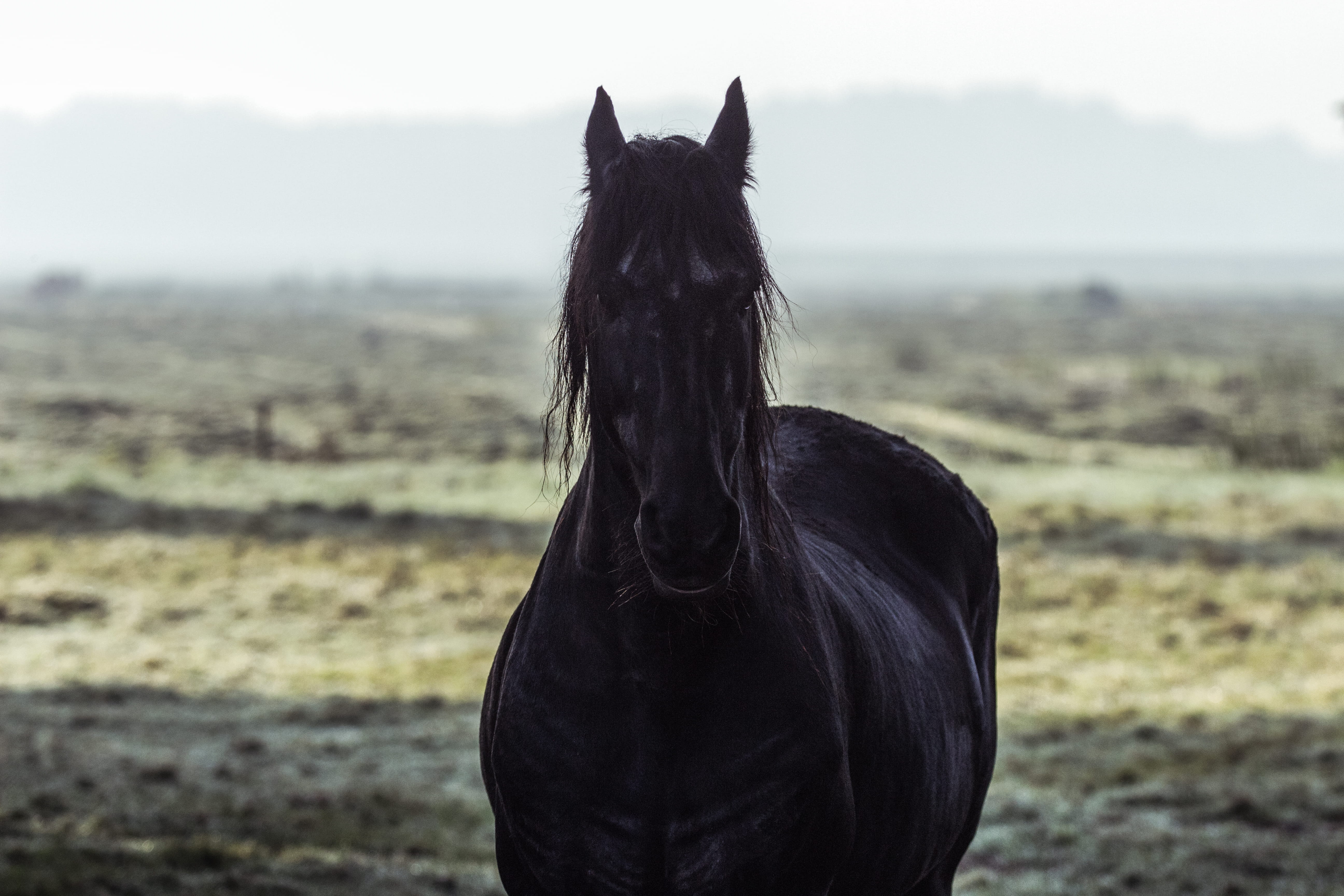 canon, powerfull, no people, mammal, focus on foreground, pets, dutch, livestock, vertebrate, landscape, animal themes, head, fog, domestic animals, domestic, HD Wallpaper