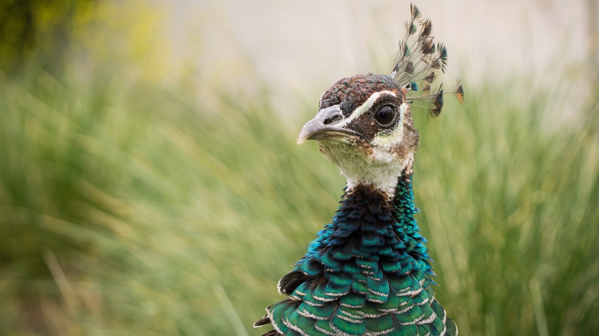 dragon, black, focus on foreground, animal body part, animals, bird, animals in the wild, animal, figurine, blurred, beauty in nature, green, nature, day, HD Wallpaper