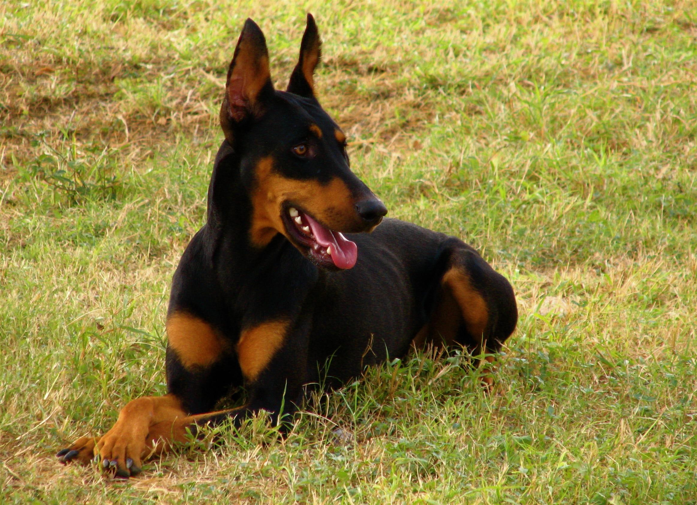 rock, 1080P, dobermans, animals, dogs, awsome doberman, HD Wallpaper