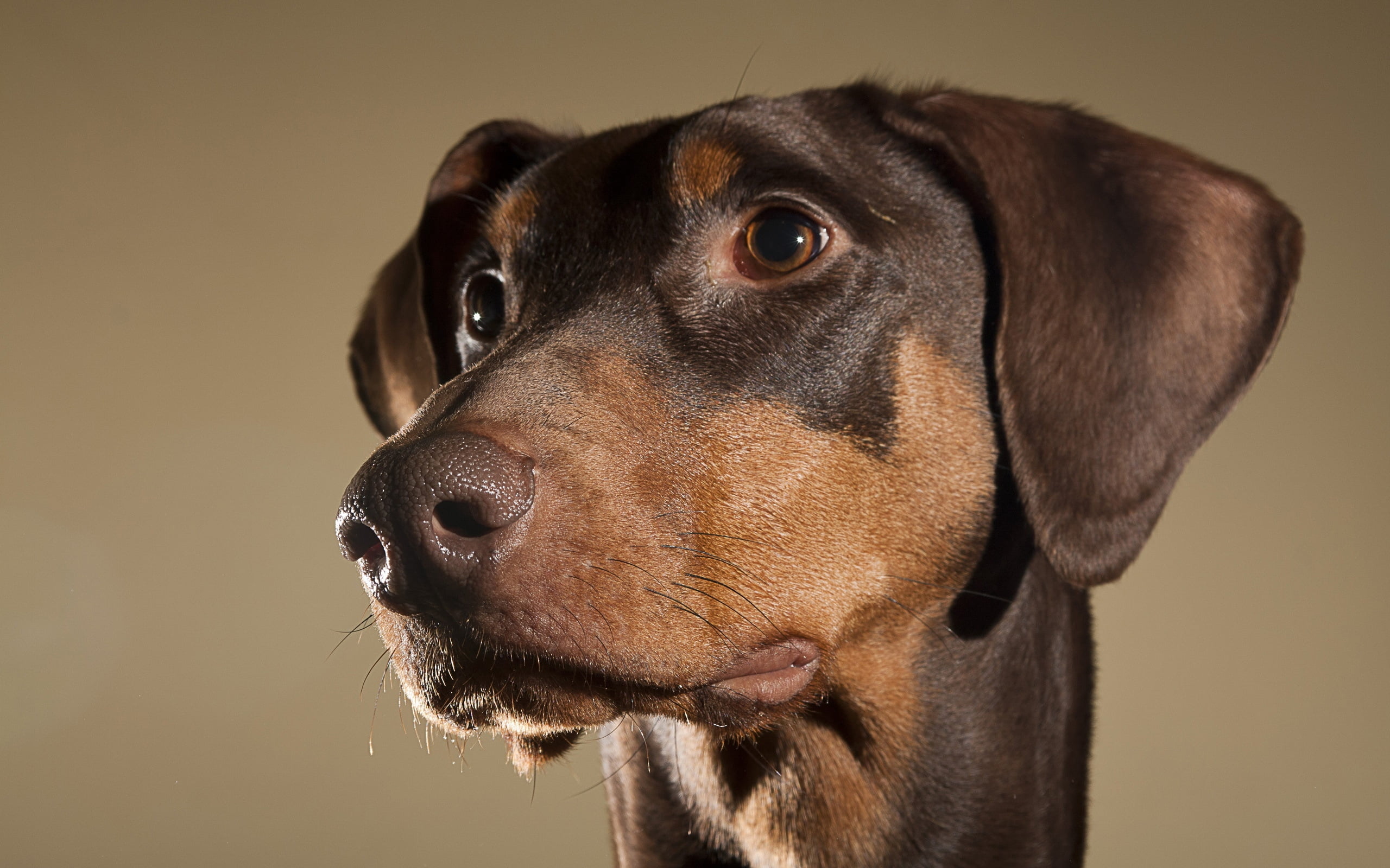 one Animal, dachshund, pets, mammal, brown, 2K, black Color, looking away, animal body part, animal mouth, obedience, domestic, miniature Pinscher, ears, HD Wallpaper