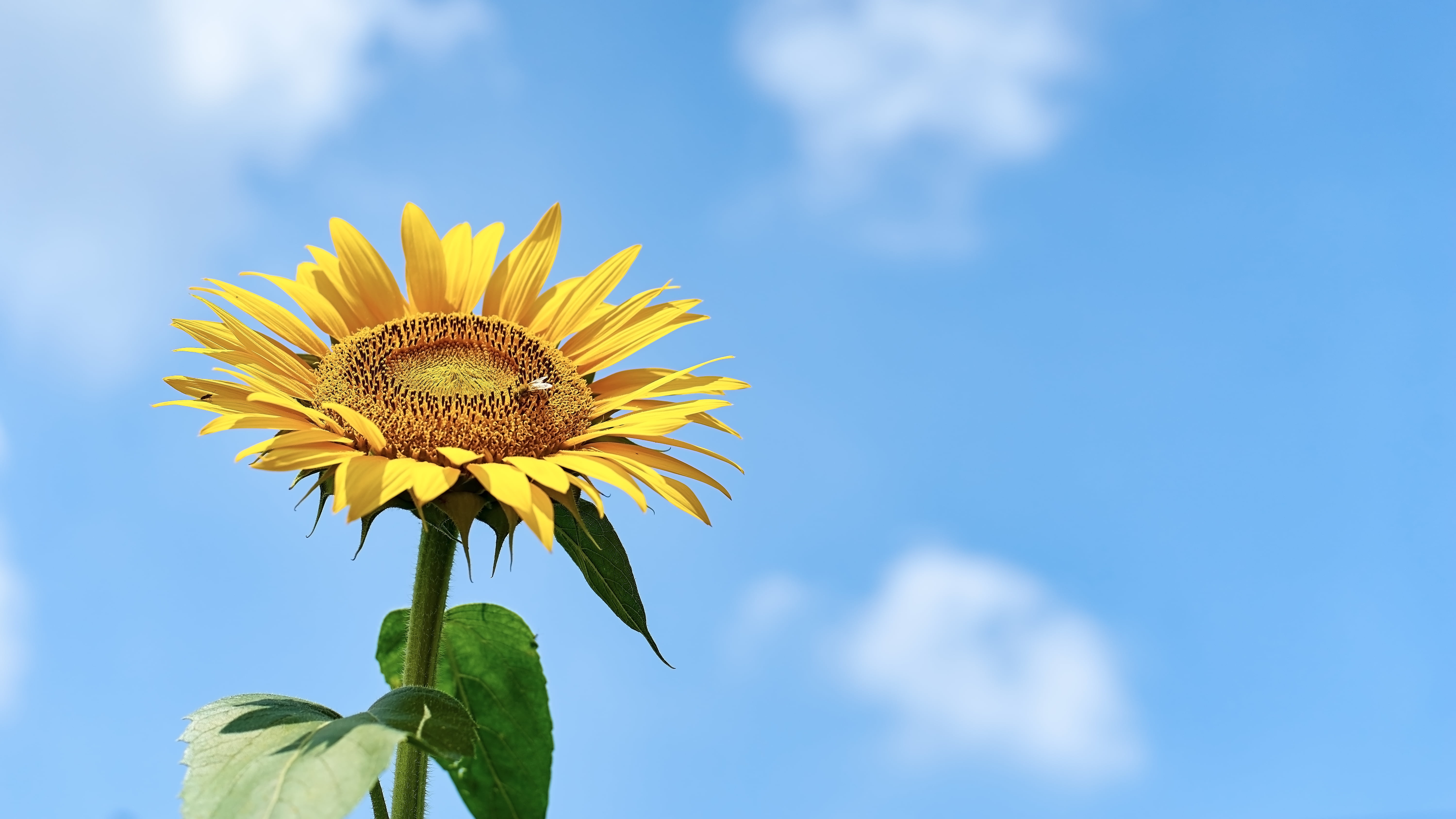 PL, nature, outdoors, growth, même, photography, None, summer, 5K, rural Scene, Sous, T*  1.4, blue, ひまわり, low angle, petal, angle, Ciel, Filter, agriculture, HD Wallpaper