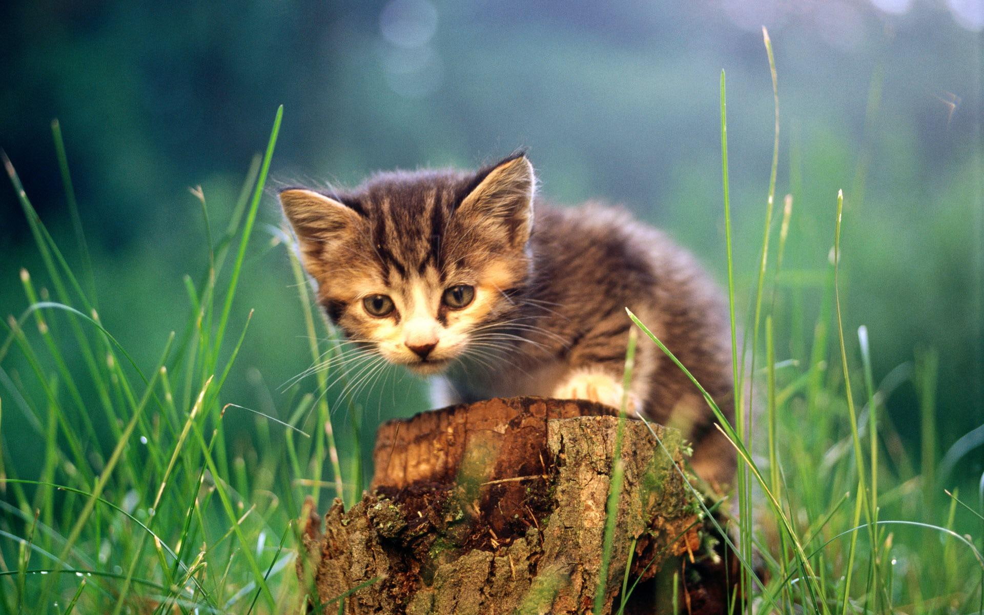 cute, shall, kitten, kitty, small, nature, animals, domestic, 1080P, HD Wallpaper