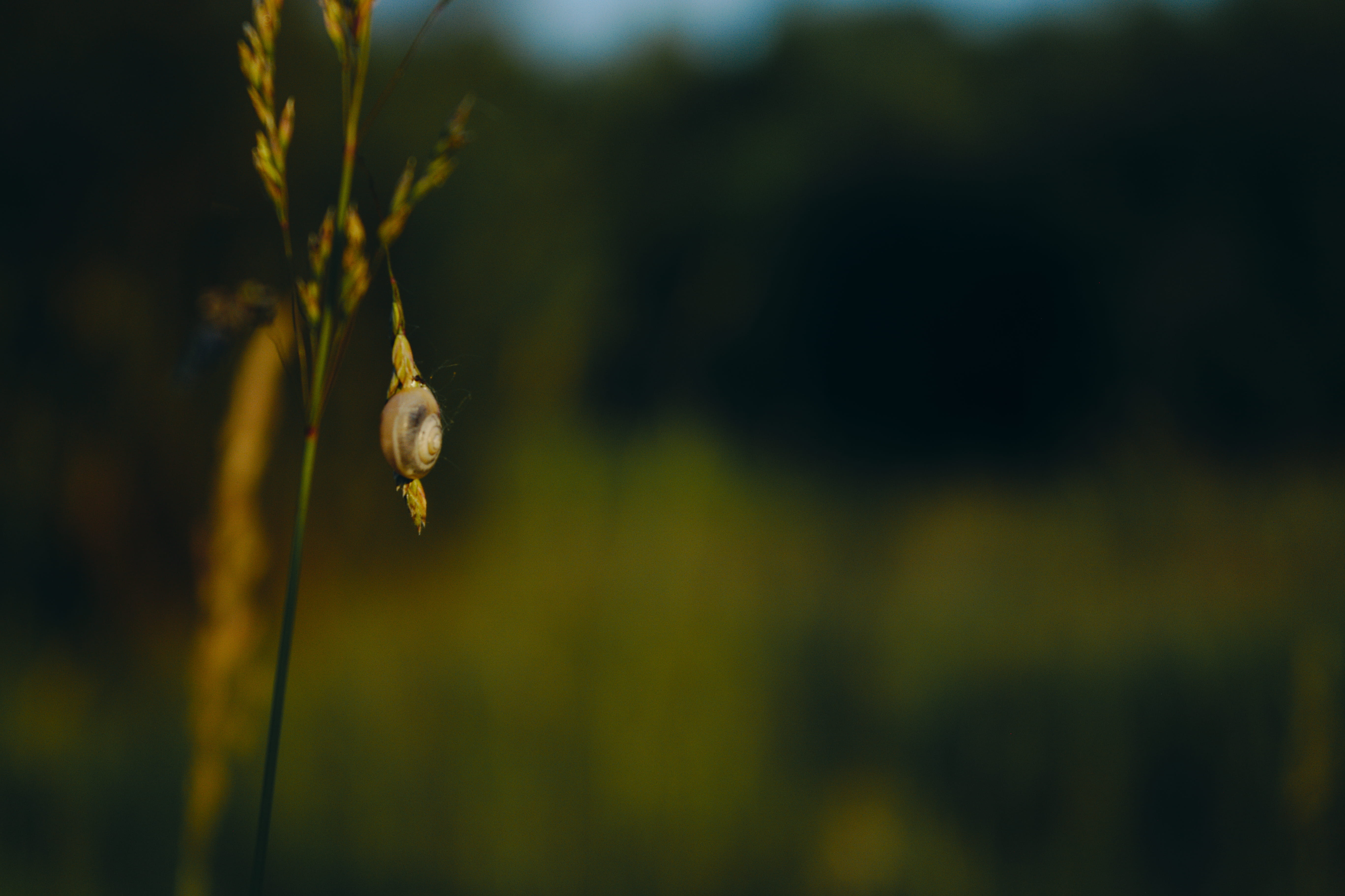 close-up, beauty in nature, snail, plant, 5K, animal wildlife, flower, shall, shell, nature, growth, grass, animal themes, tranquility, green, one animal, HD Wallpaper