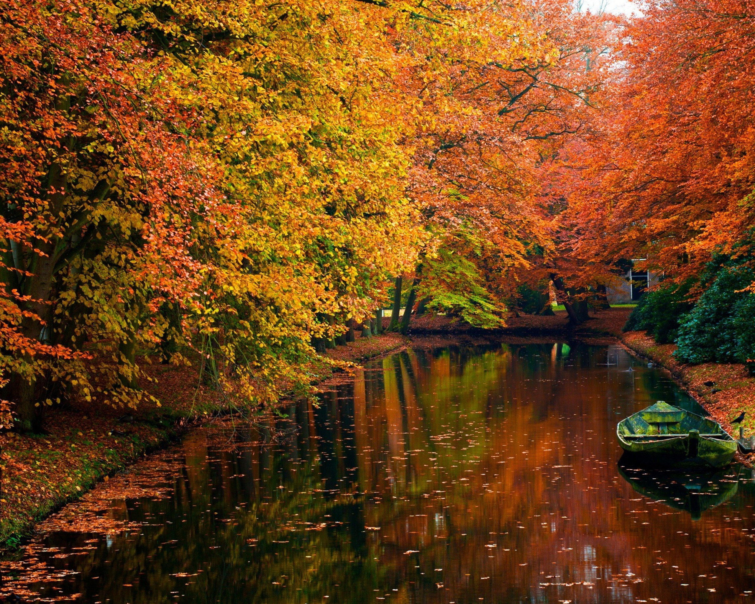 landscape, leaf, autum, trees, 2K, nature, autumn, leaves, HD Wallpaper