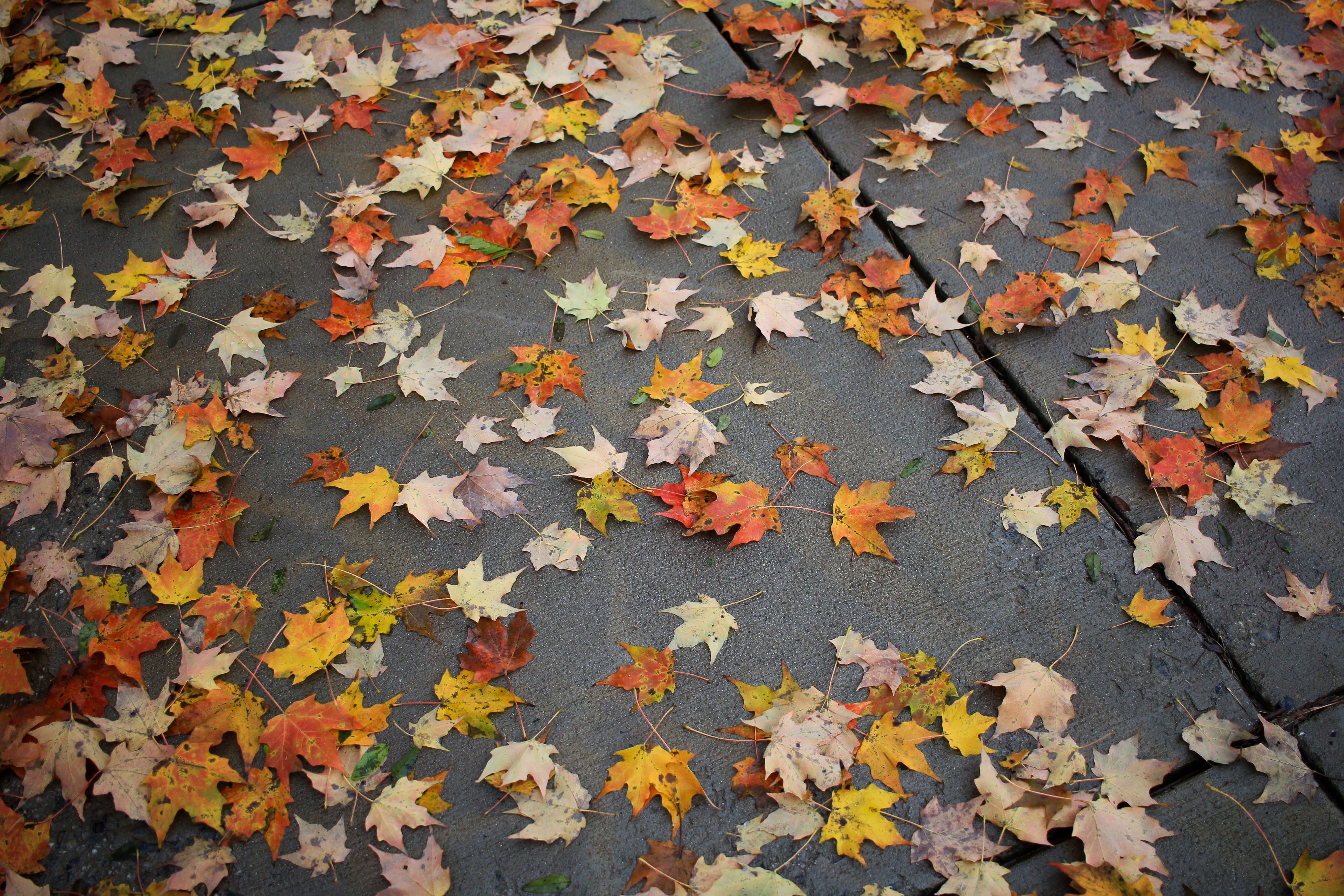 leaf, autumn collection, abundance, day, concrete, close-up, sidewalk, change, high angle view, nature, plant part, pavement, blossom, dried, tree, autumn, HD Wallpaper