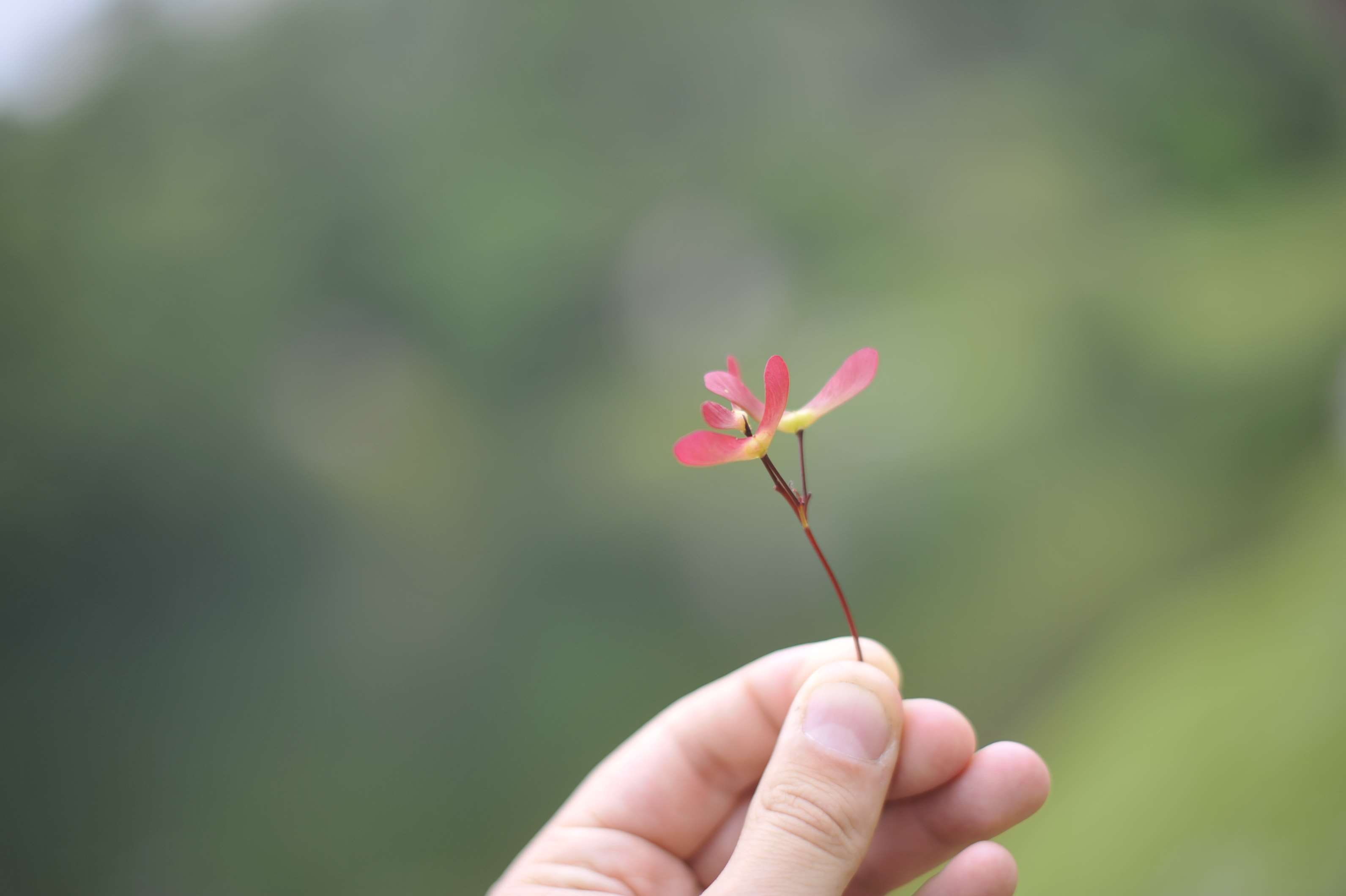 hand, small, 2K, human finger, beauty in nature, flowering plant, real people, pink color, holding, nature, human limb, human hand, close-up, vulnerability, HD Wallpaper