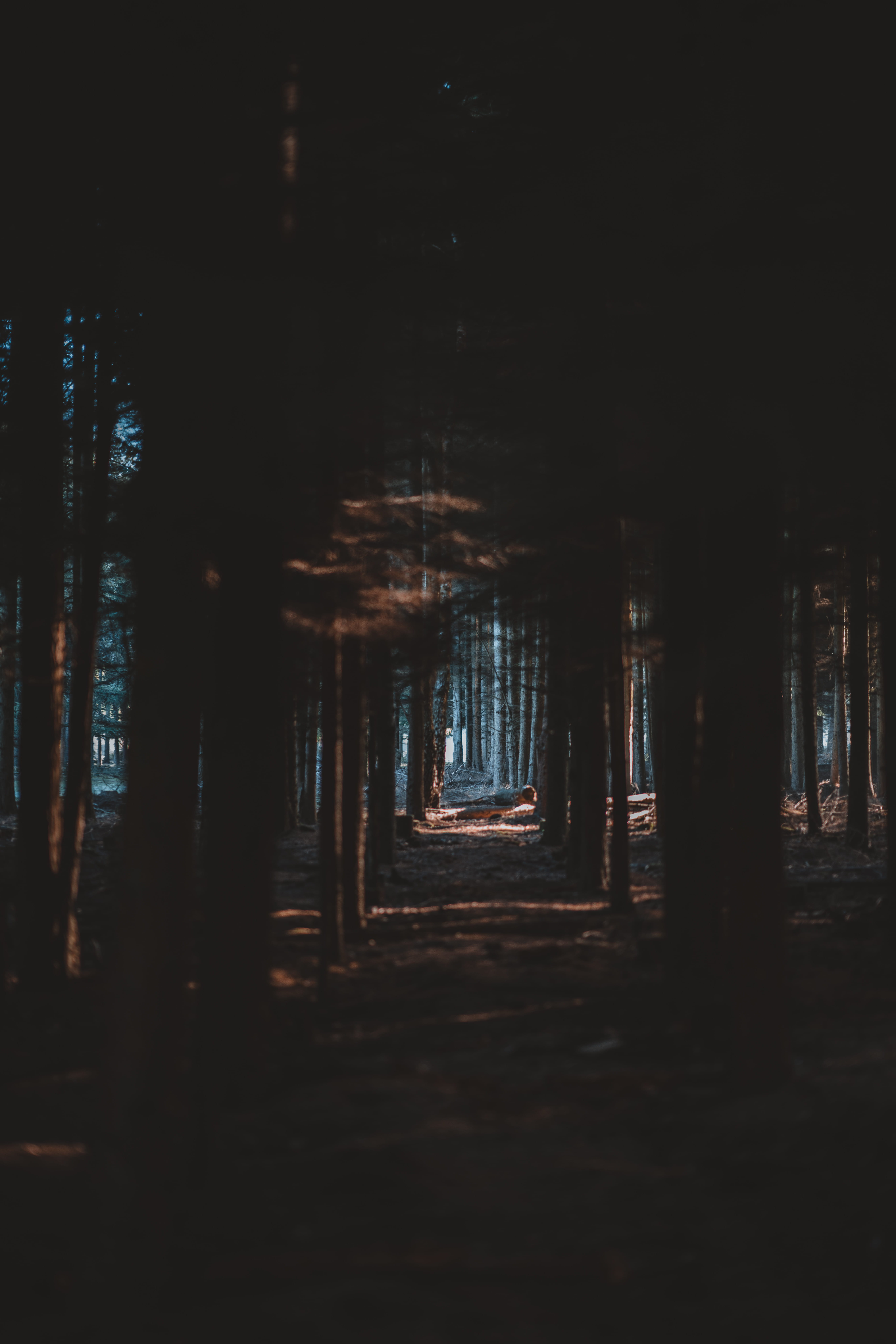 scenics, night, forest floor, darkness, tranquil Scene, landscape, trees, outdoors, shadow, 8K, water, dusk, beauty In Nature, group, sea, sky, woodland, Phone HD Wallpaper