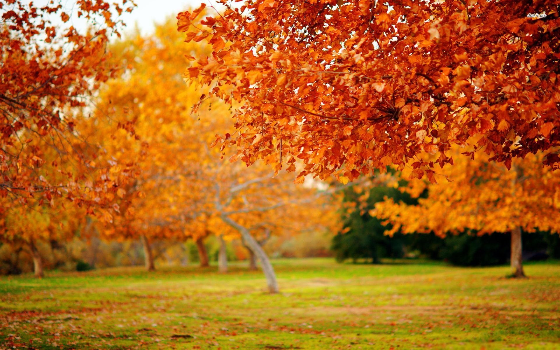 trees, landscape, leaves, 1080P, autumn, autum, leaf, nature, HD Wallpaper