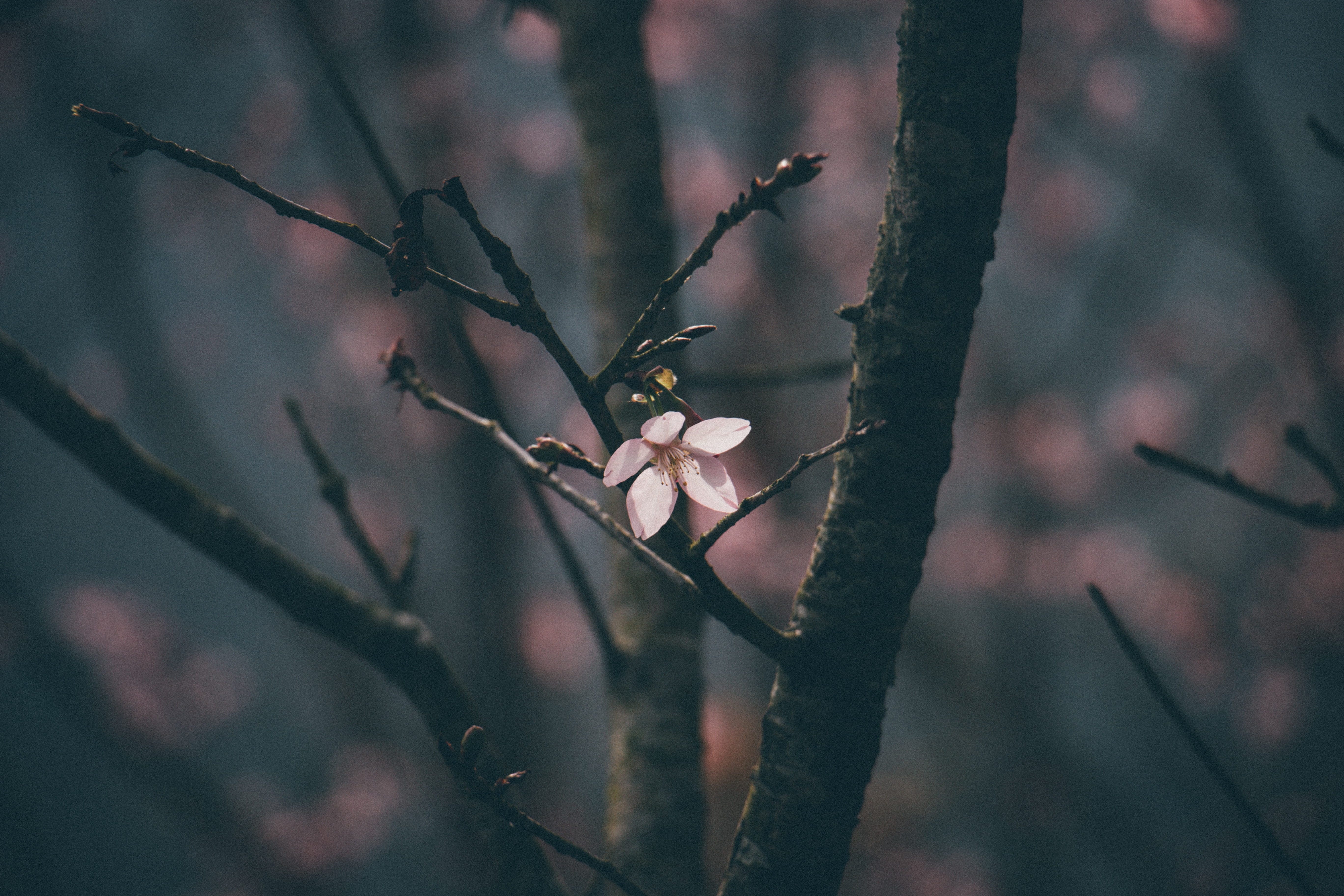 sakura, branch, focus on foreground, twig, outdoors, nature, selective focus, nature backgrounds, tree, nature, one animal, autume, flower, animals in the wild, HD Wallpaper
