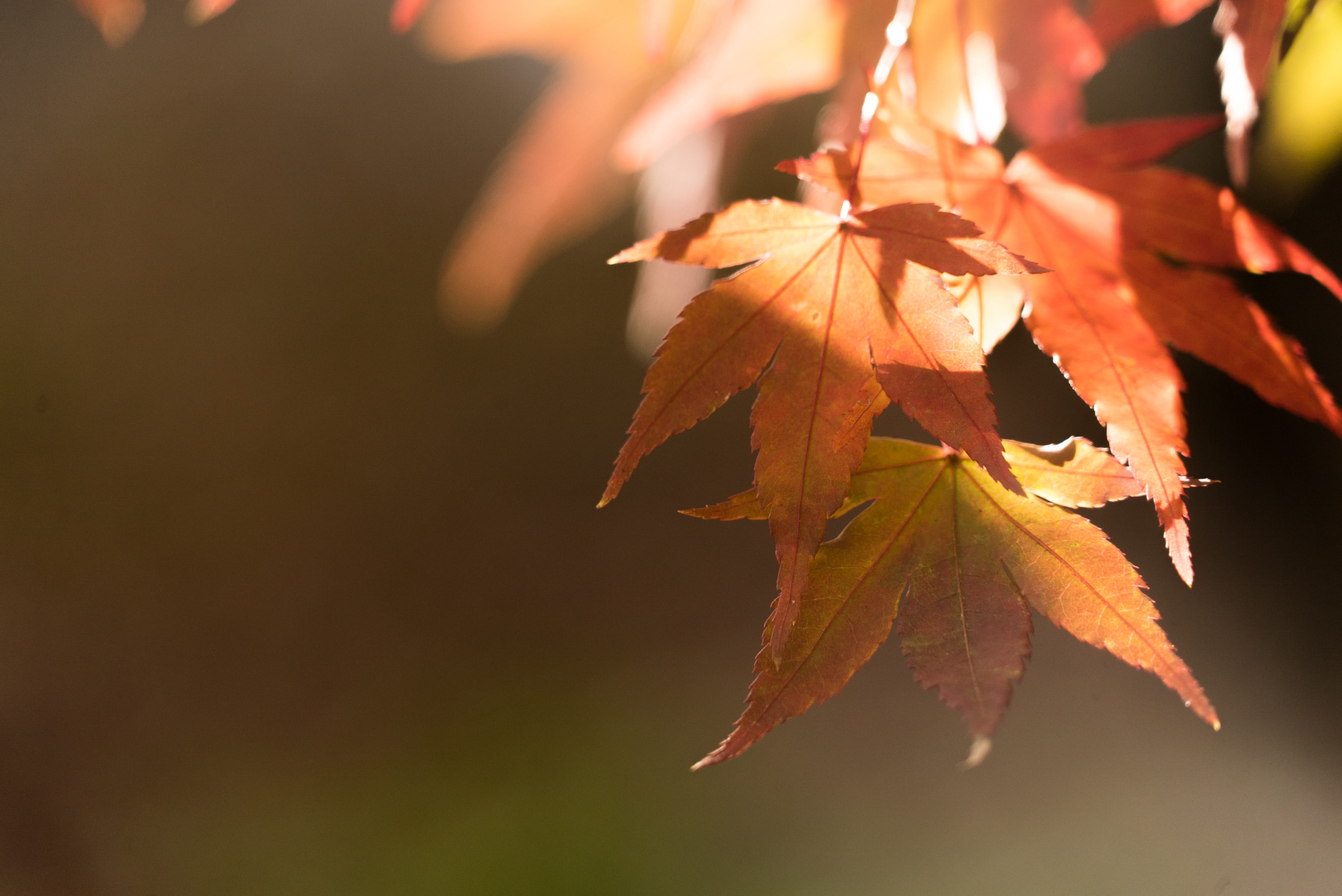 photo, close-up, day, plant, autumn, vulnerability, nature, outdoors, autum, maple leaf, nature, sunray, maple, 4K, growth, autumn collection, HD Wallpaper