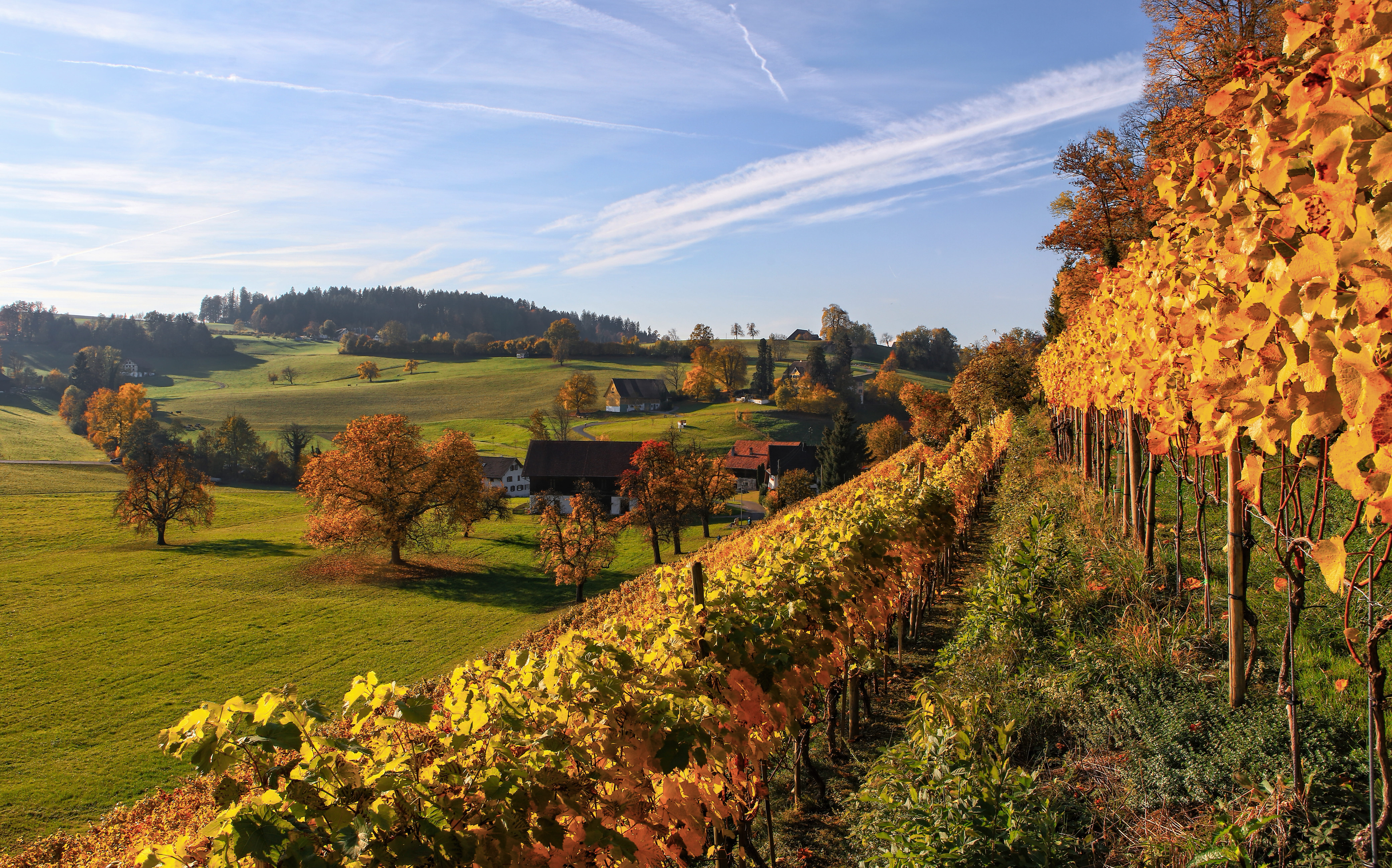hill, color, change, plant, rural scene, field, forest, outdoors, grape, agriculture, plantation, switzerland, richterswil, land, environment, tree, day, HD Wallpaper