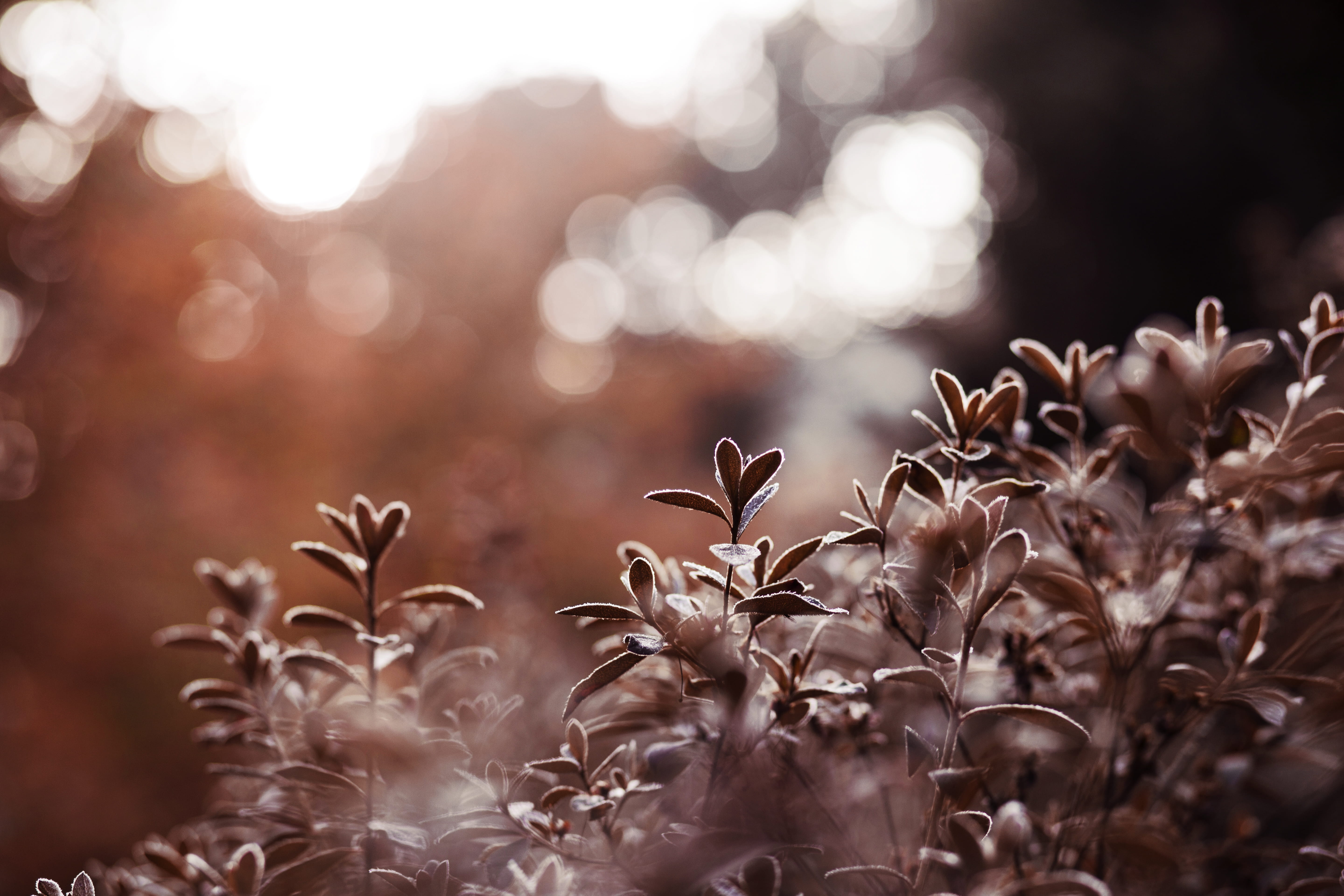 land, bokeh, growth, beauty in nature, festival, defocused, light, sunlight, fall, plant, leaf, 5K, bremen, germany, avaiable light, focus on foreground, HD Wallpaper