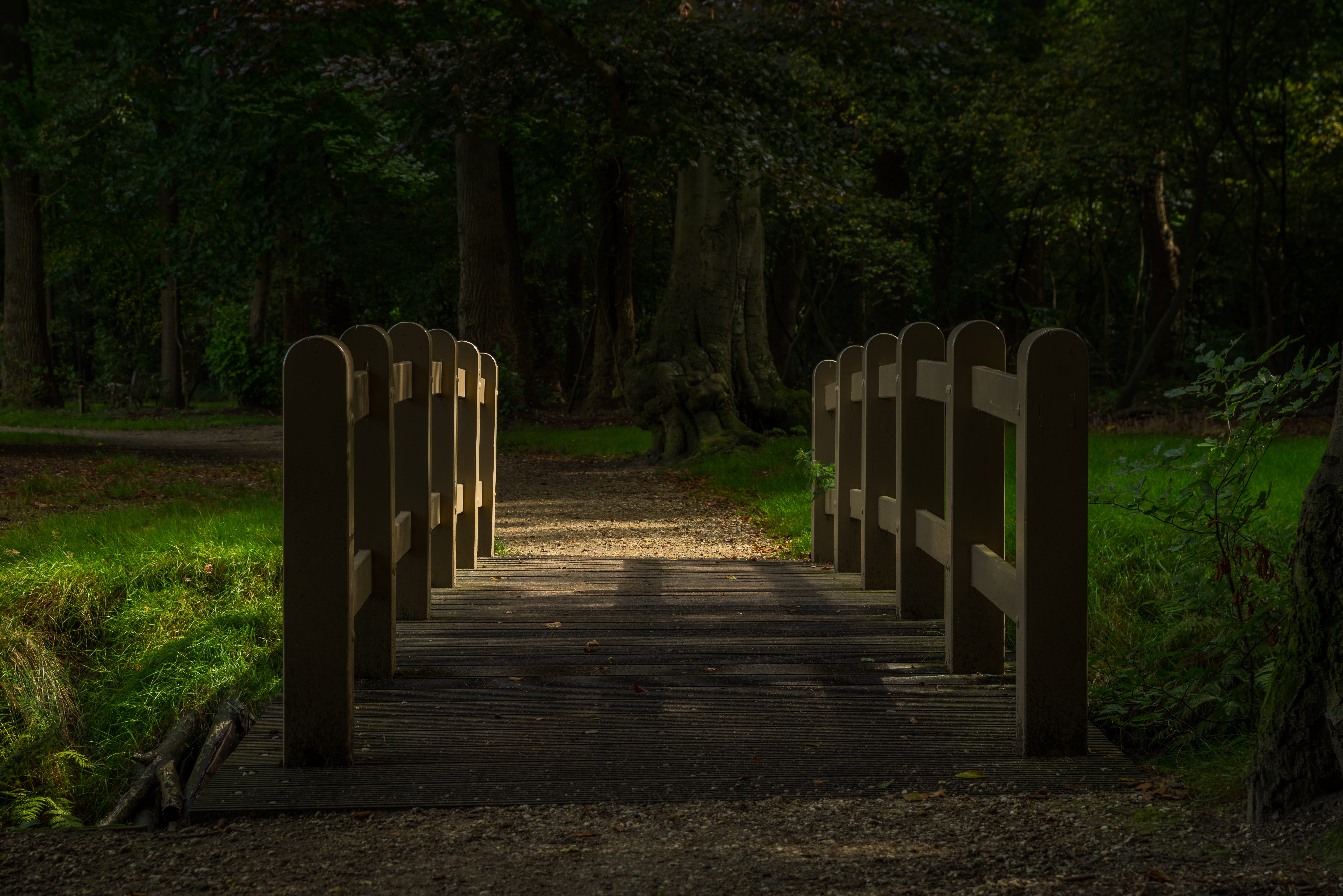 trees, diminishing perspective, autum, grass, trail, architecture, wood, path, park - man made space, land, forest, direction, evening, in a row, footpath, HD Wallpaper