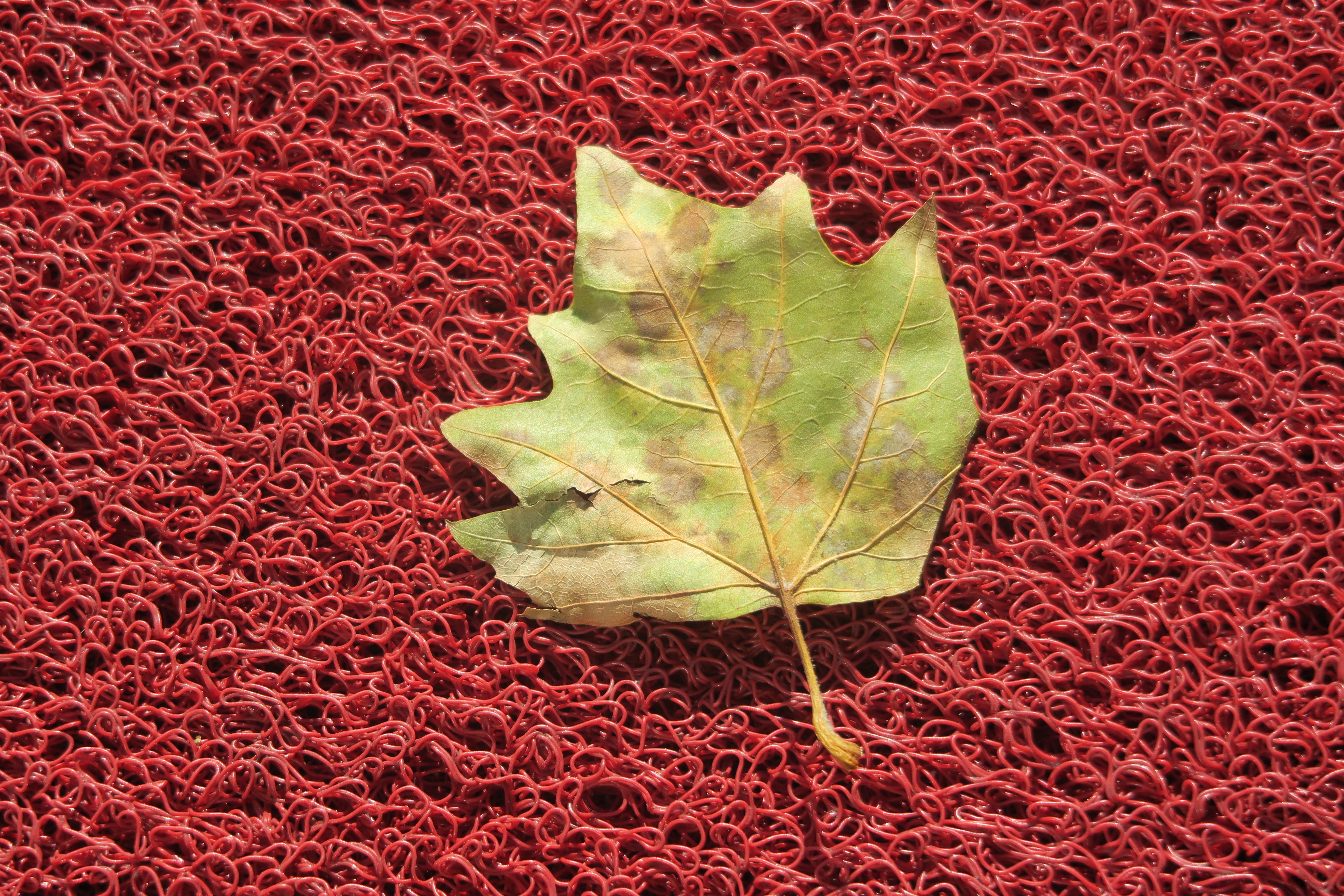 red, natural condition, high angle view, nature, vulnerability, green color, change, leaf, autumn, day, maple leaf, city, no people, outdoors, beauty in nature, HD Wallpaper