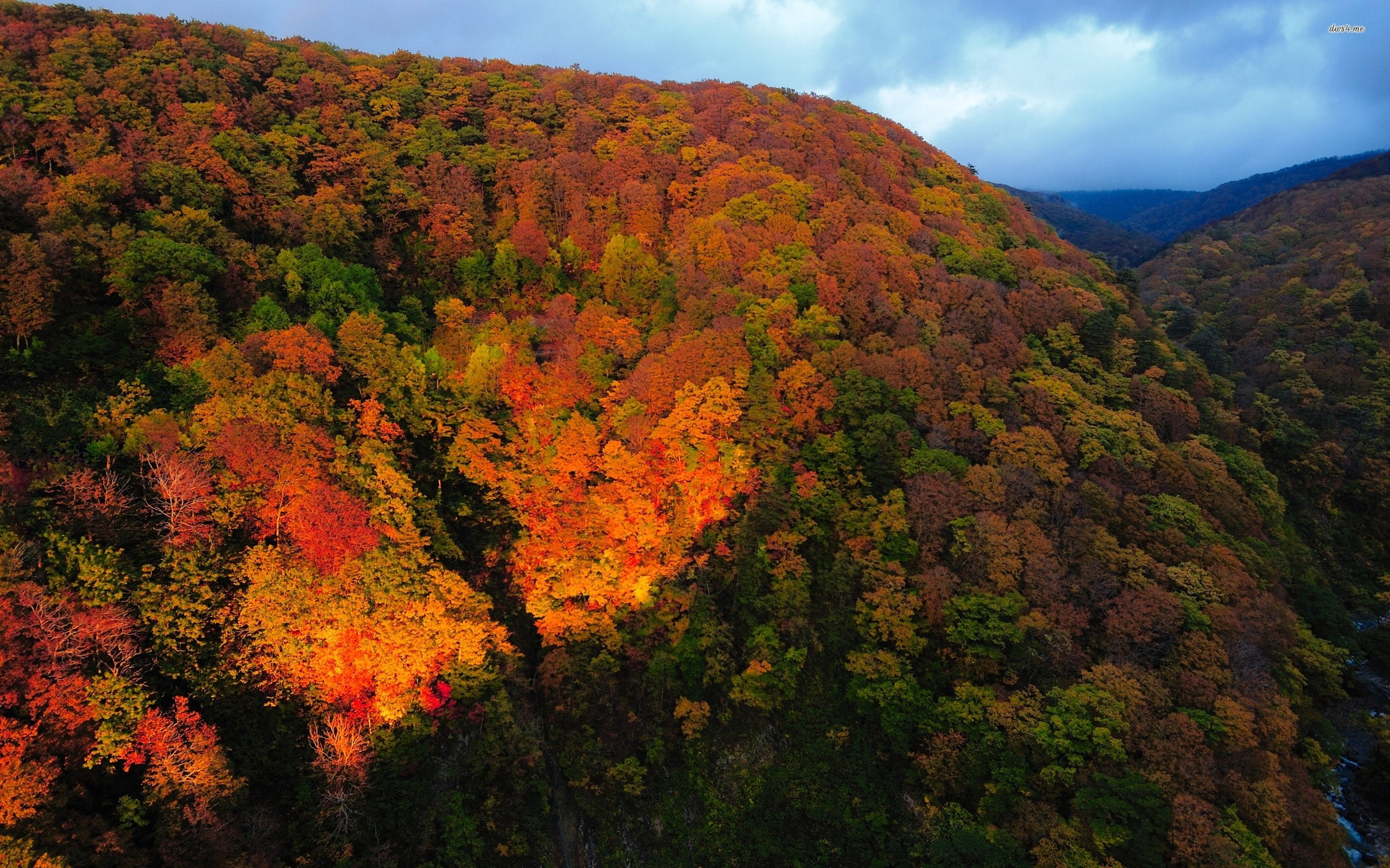 autumn, 2K, landscape, nature, autum, trees, leaf, leaves, HD Wallpaper