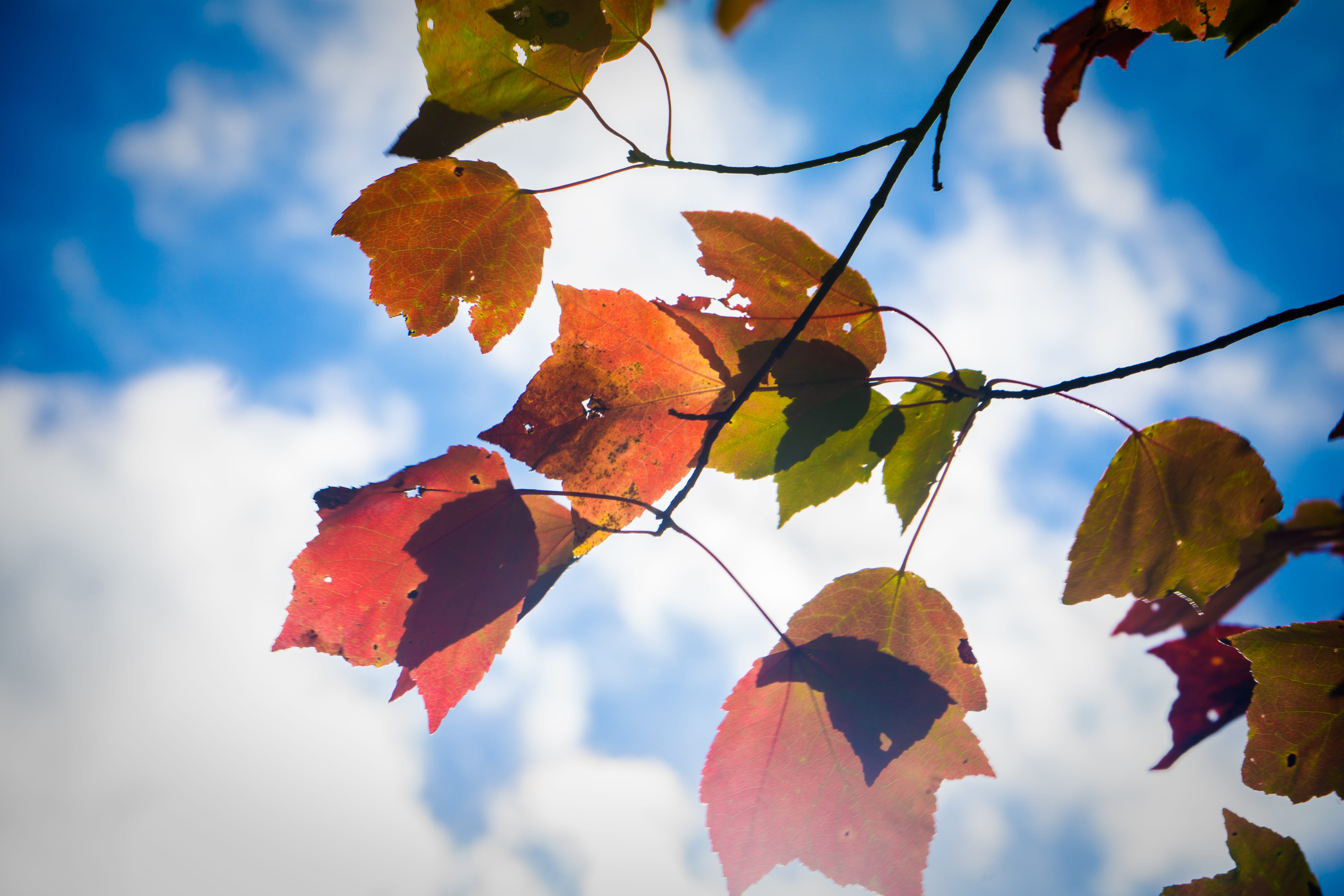 sky, beauty in nature, united states, food, branch, growth, plant part, tree, leaf, cloud - sky, change, fall, close-up, 5K, colors, twig, focus on foreground, HD Wallpaper