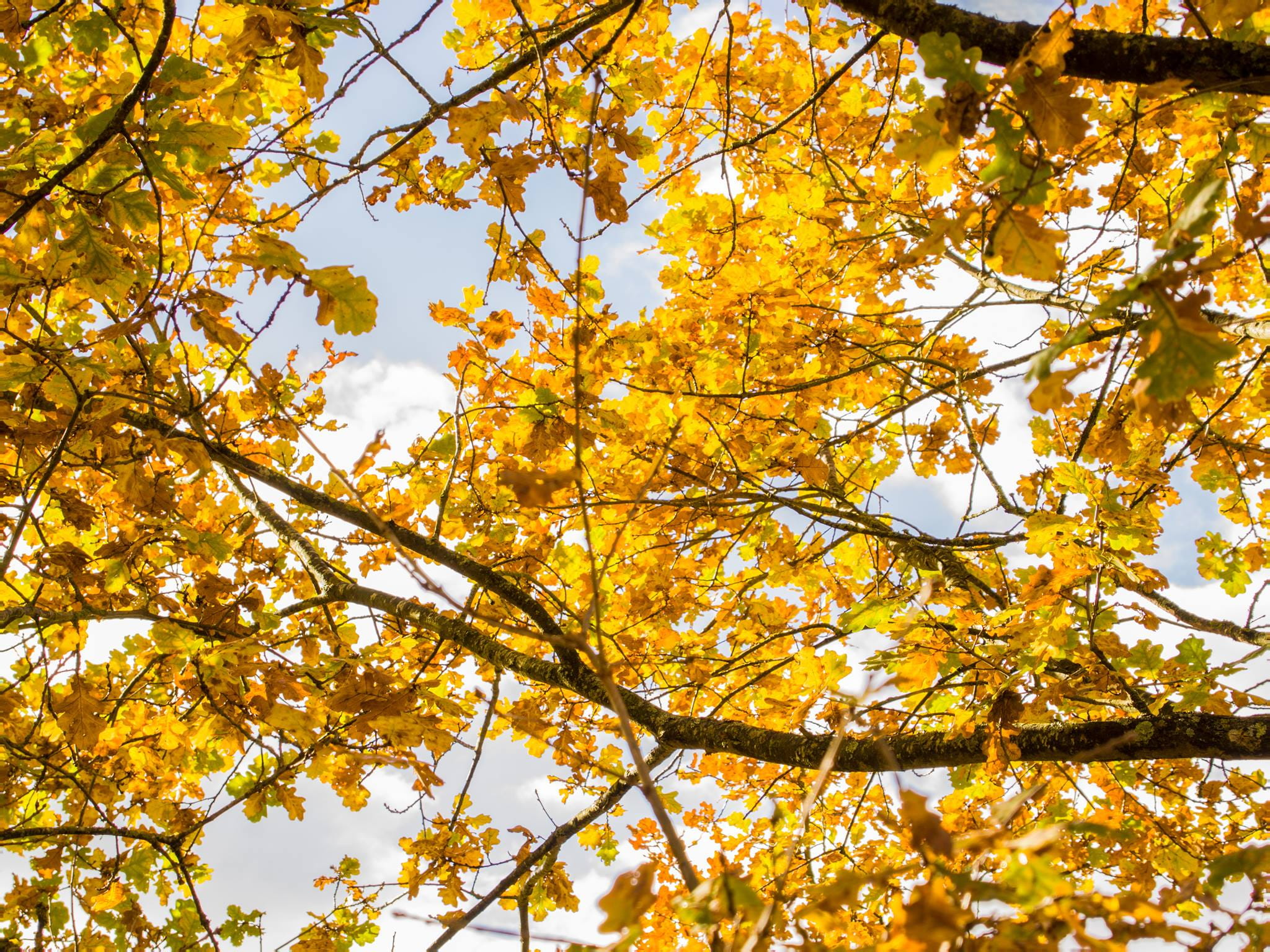 autumn, autum, change, fall, full frame, plant part, sky, low angle view, blur, day, outdoors, tranquility, orange, orange color, tree, plant, beauty in nature, HD Wallpaper