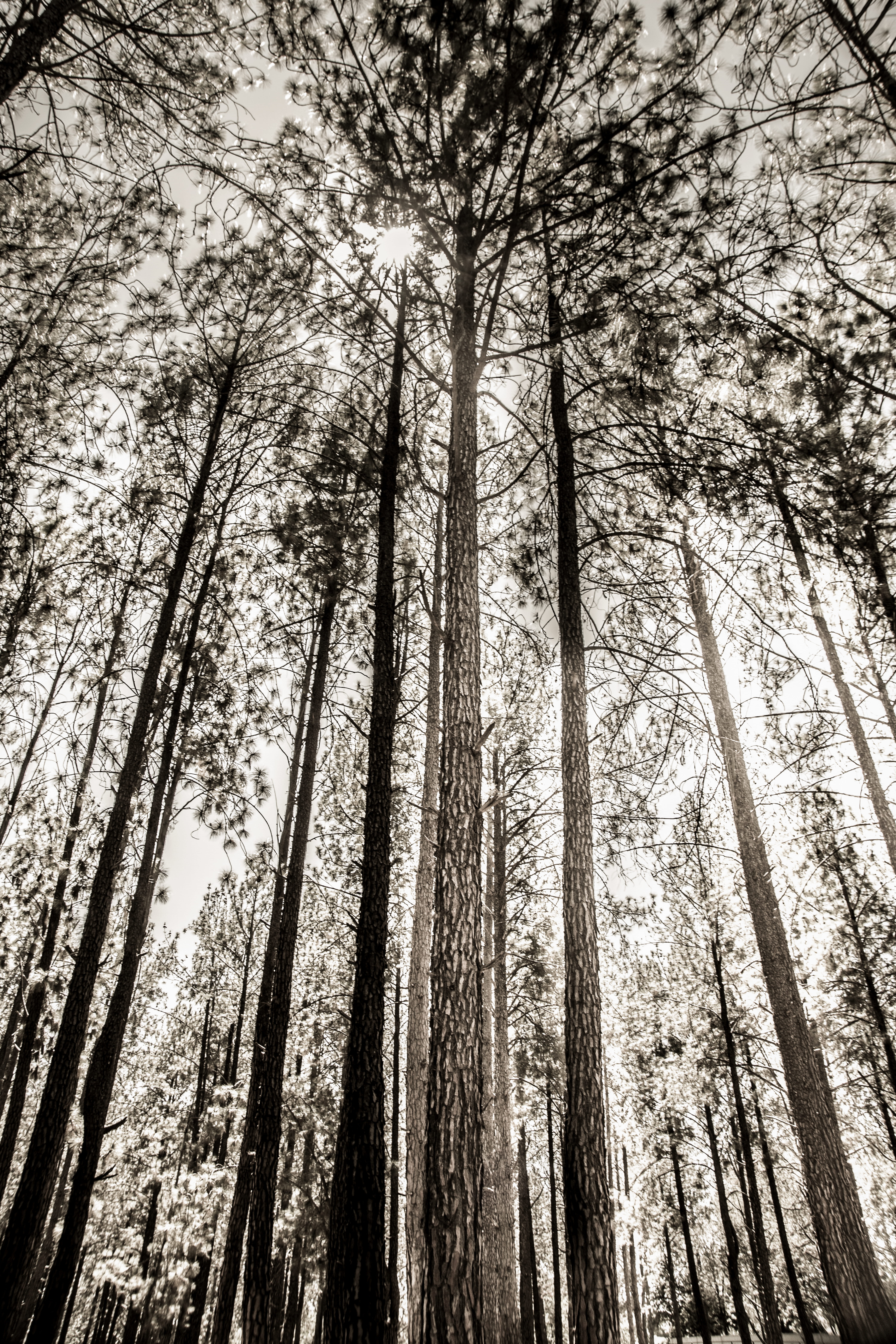 bamboo - plant, tree, trees, plant, nature, growth, bare, woodland, trunk, sun, sunlight, tree trunk, scenics - nature, abundance, autum, pine woodland, Phone HD Wallpaper