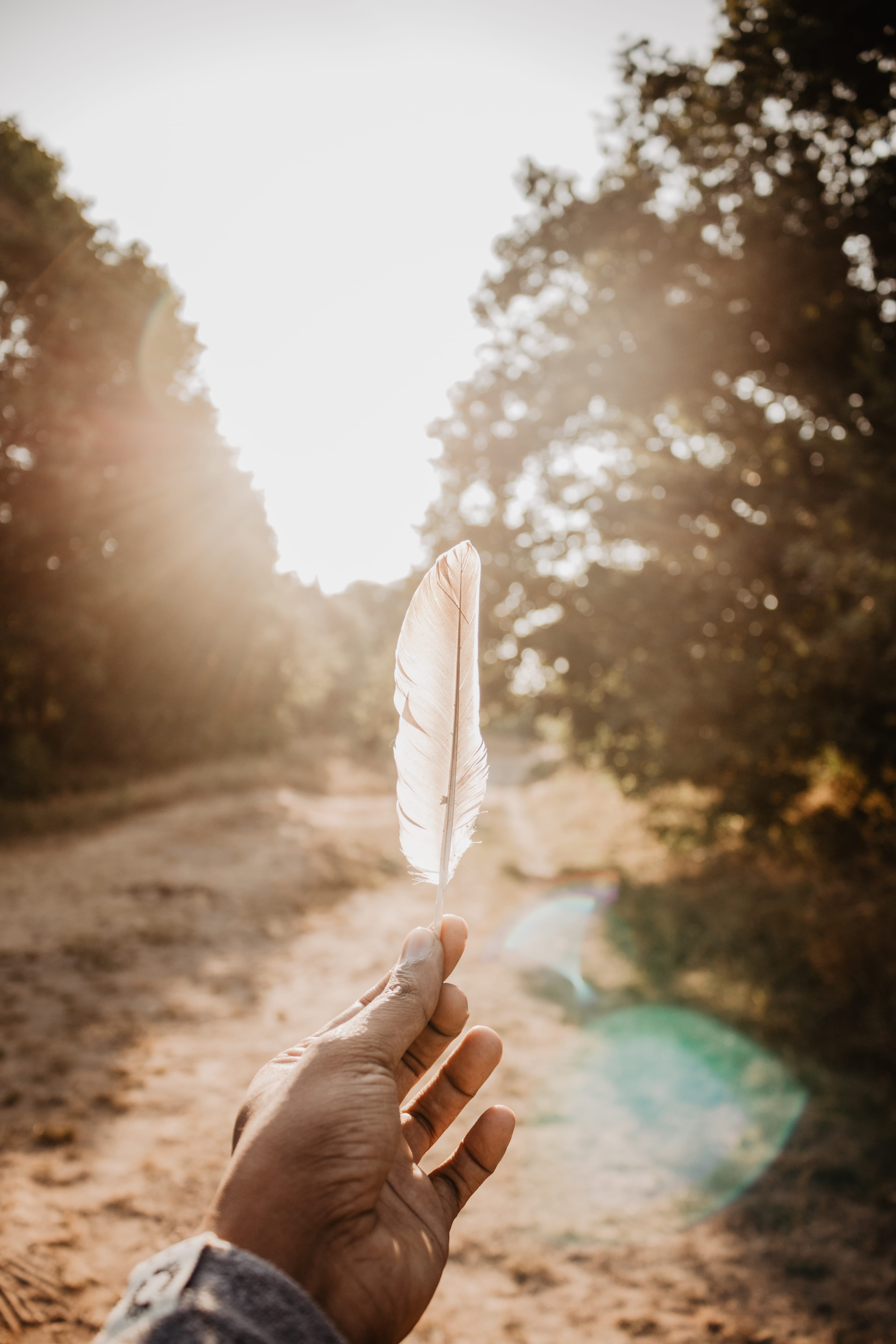 bird, wood, feather, 5K, backgrounds, holding, sunlight, quill Pen, summer, forest, daytime, close-up, bokeh, the tree, correspondence, old, people, autum, Phone HD Wallpaper