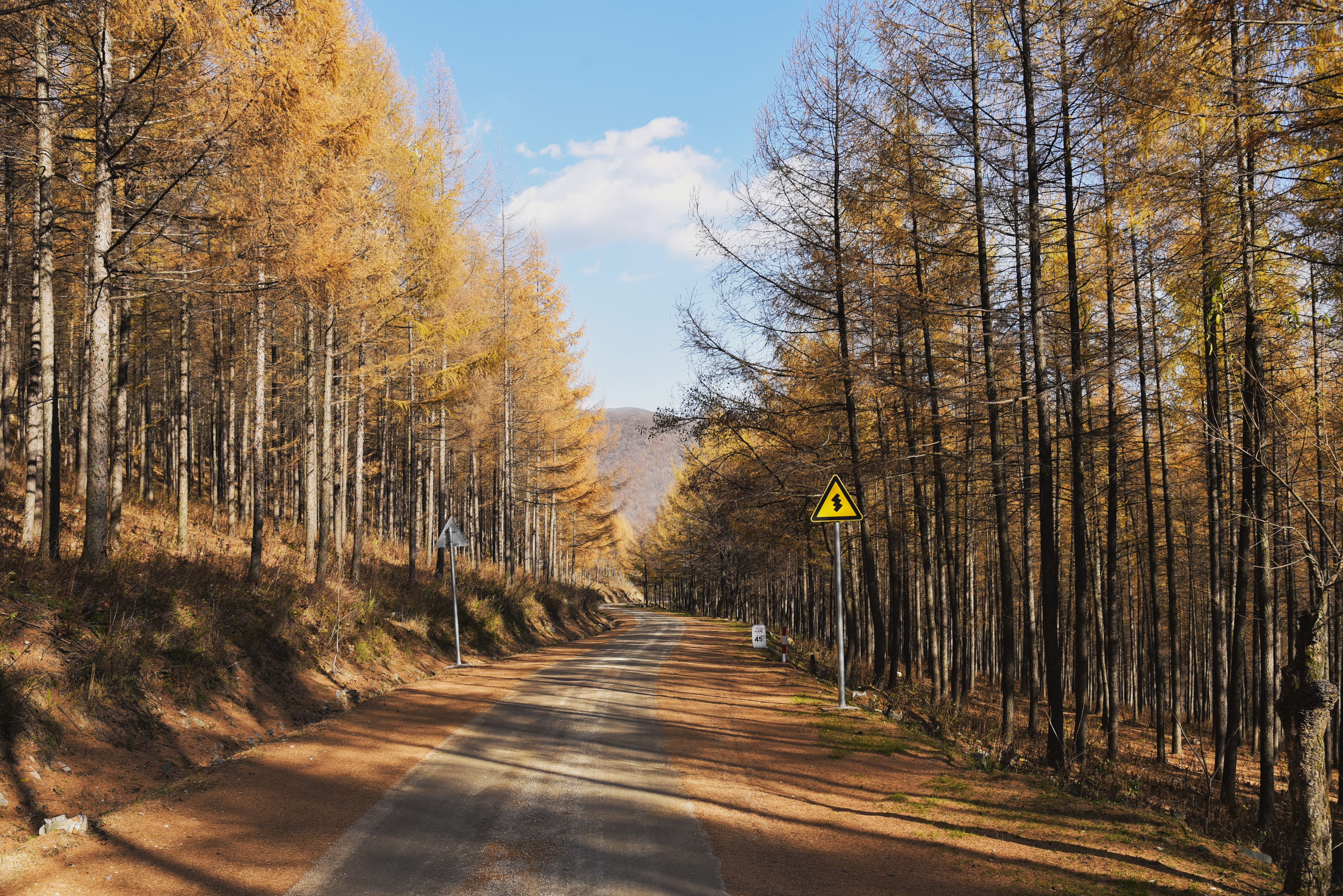 outdoors, day, diminishing perspective, way, spruce, conifer, 5K, sign, the way forward, larch, growth, autum, tranquil scene, road, fir, no people, tarmac, HD Wallpaper