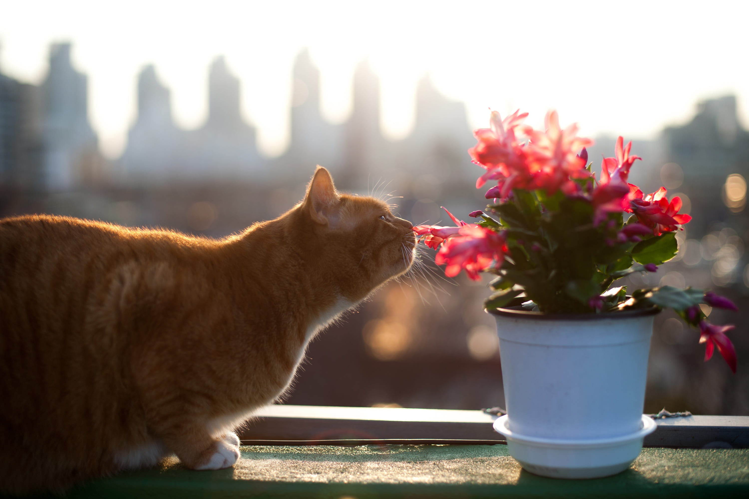 mammal, day, freshness, pet, domestic, flowers, one animal, 2K, red, one business, game development cactus, click the worm, domestic animals, flowering plant, HD Wallpaper