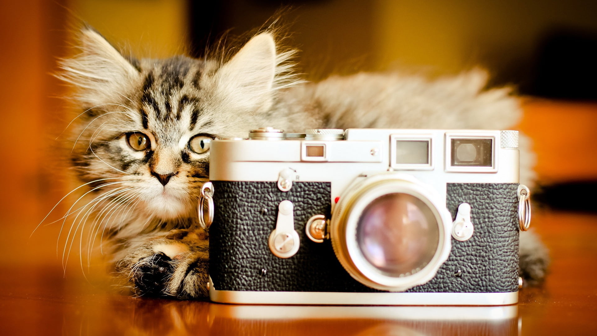 domestic animals, feline, cute, home, computer, camera - photographic equipment, pets, black, domestic, mammal, animals, one animal, design, 1080P, color, HD Wallpaper