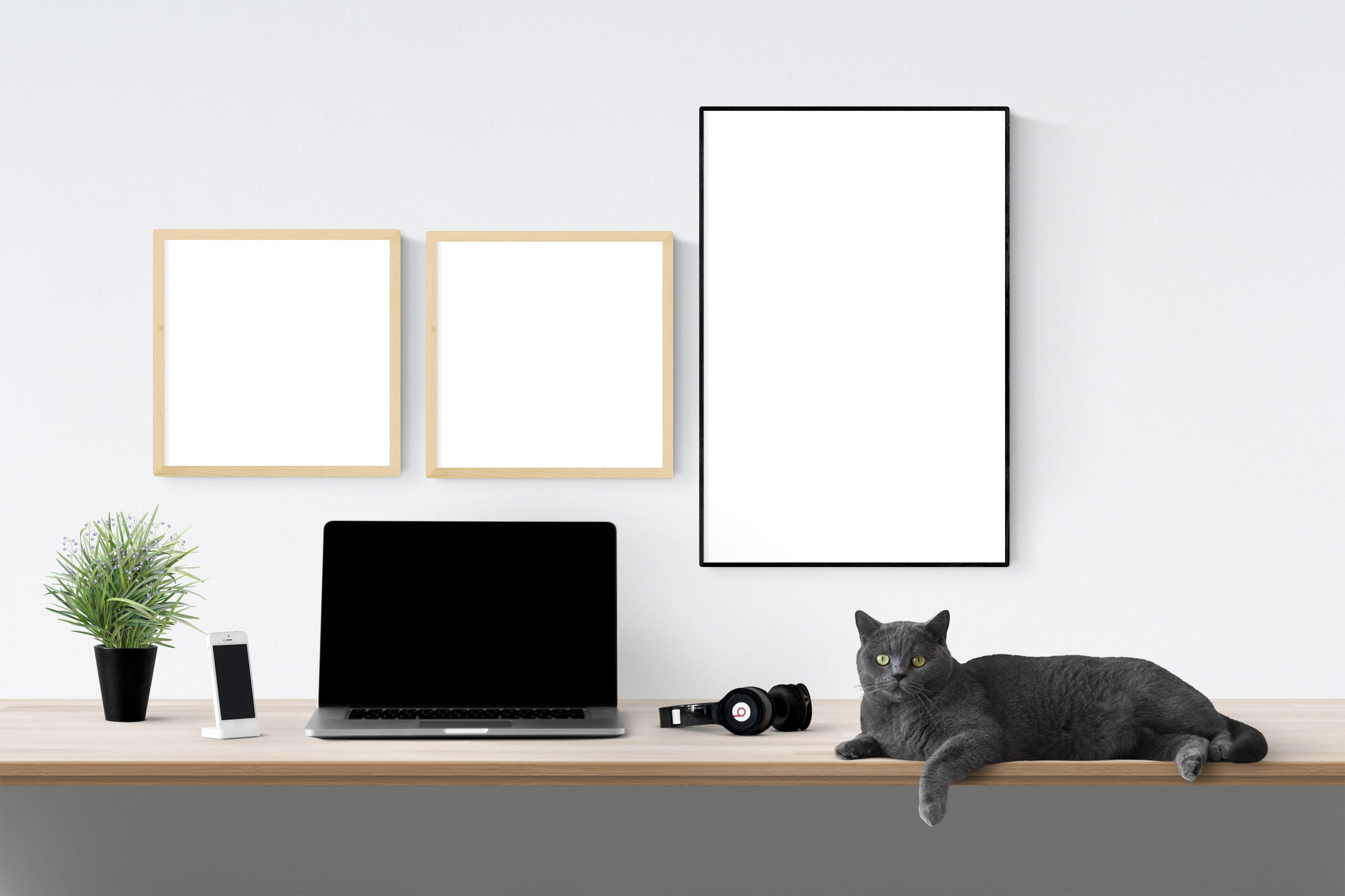 business, mammal, no people, communication, flat screen, desk, technology, frame, plant, laptop, cat, table, furniture, poster, 2K, picture frame, computer monitor, HD Wallpaper
