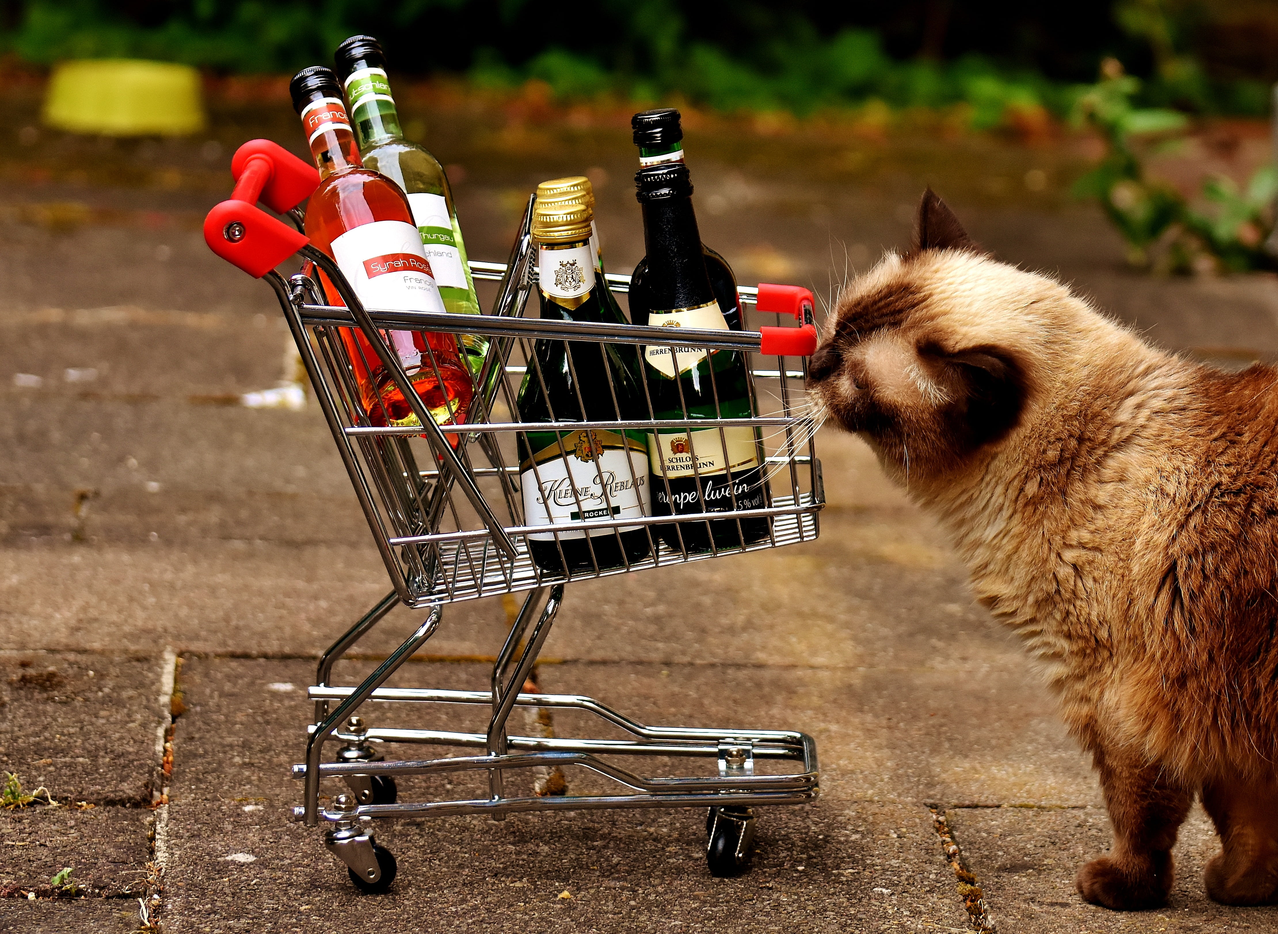 day, groceries, domestic animals, british shorthair, purchasing, no people, standing, cat, consumerism, side view, food and drink, red, alcohol, wine bottles, HD Wallpaper