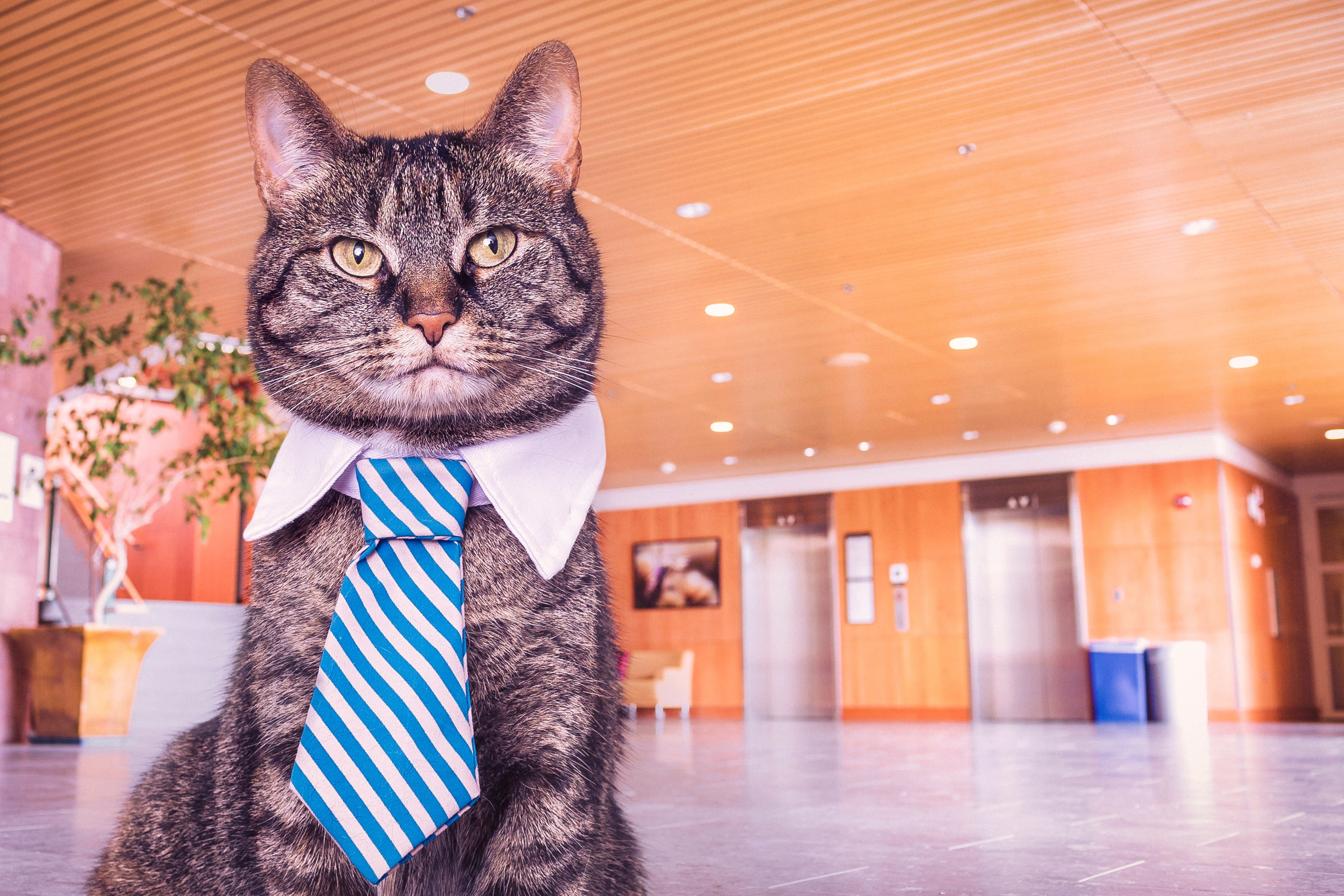 business, feline, portrait, fun, cat, well-dressed, mammal, pets, domestic animals, 4K, looking at camera, males, striped, menswear, people, domestic cat, HD Wallpaper