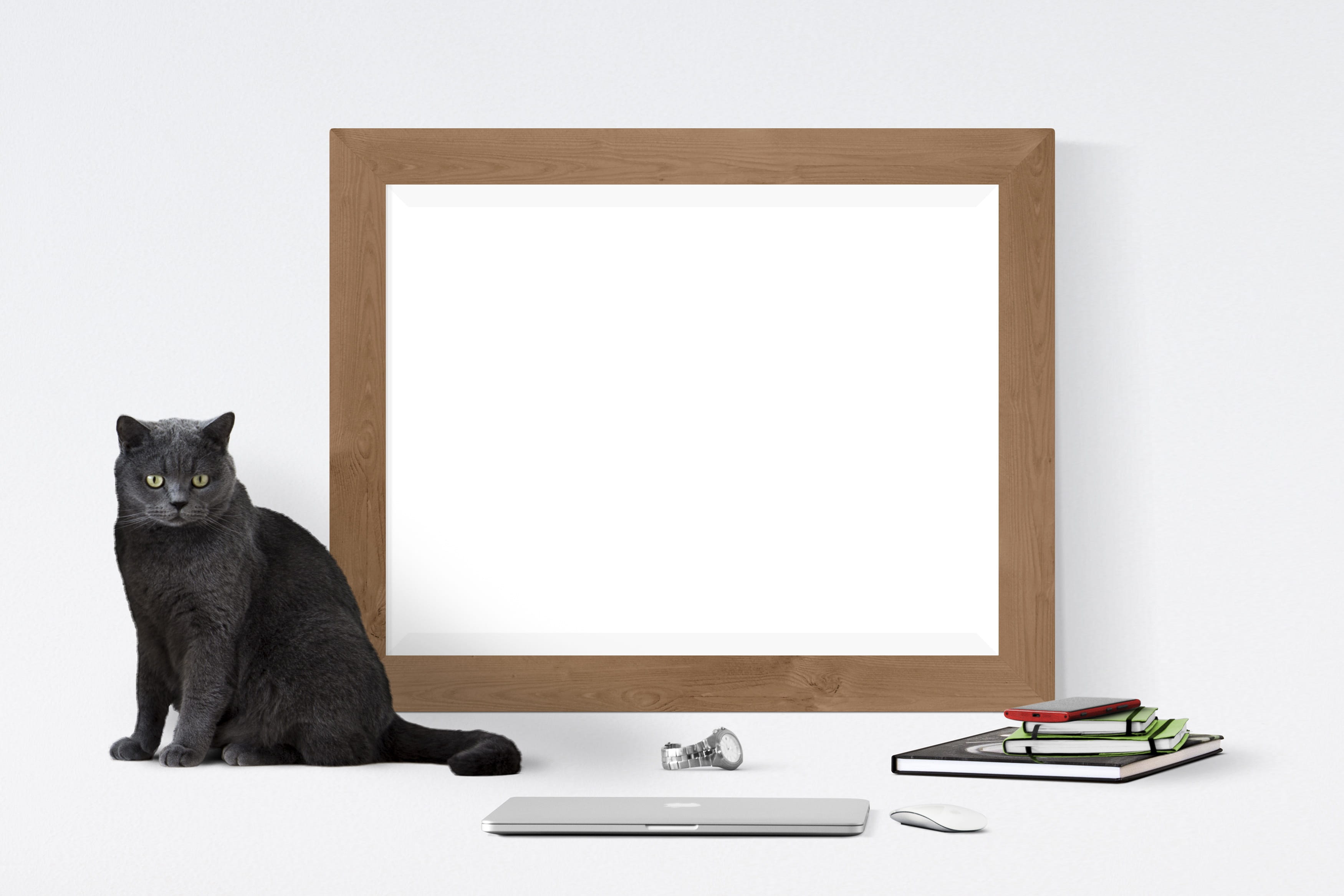 domestic, white background, technology, domestic animals, domestic cat, sitting, poster, indoors, mammal, frame, watch, feline, animal themes, business, HD Wallpaper