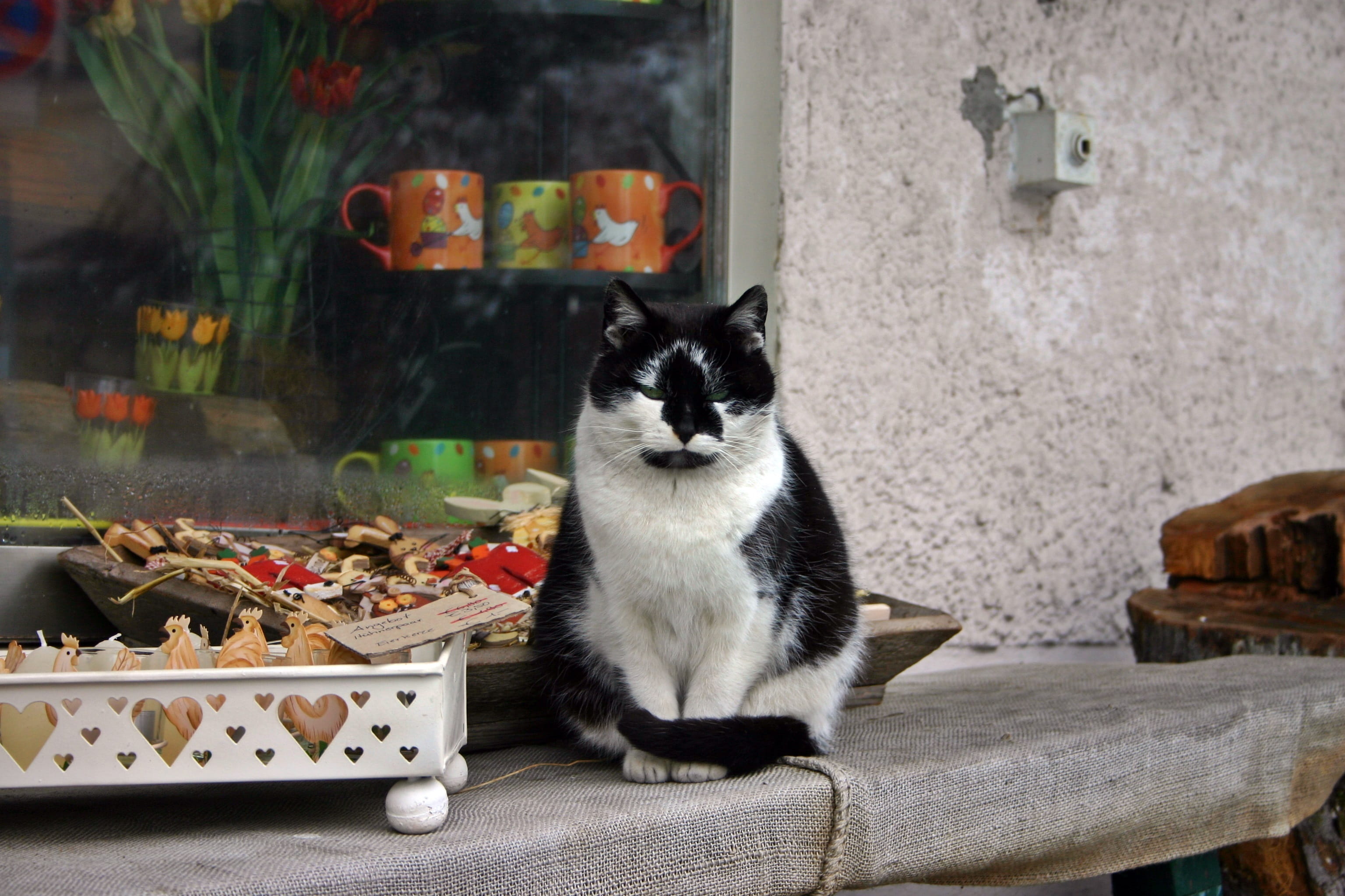 indoors, Animal, easter, pet, looking at camera, domestic, day, animal themes, deco, domestic cat, portrait, Music, animal, vertebrate, whisker, sit, Business, HD Wallpaper
