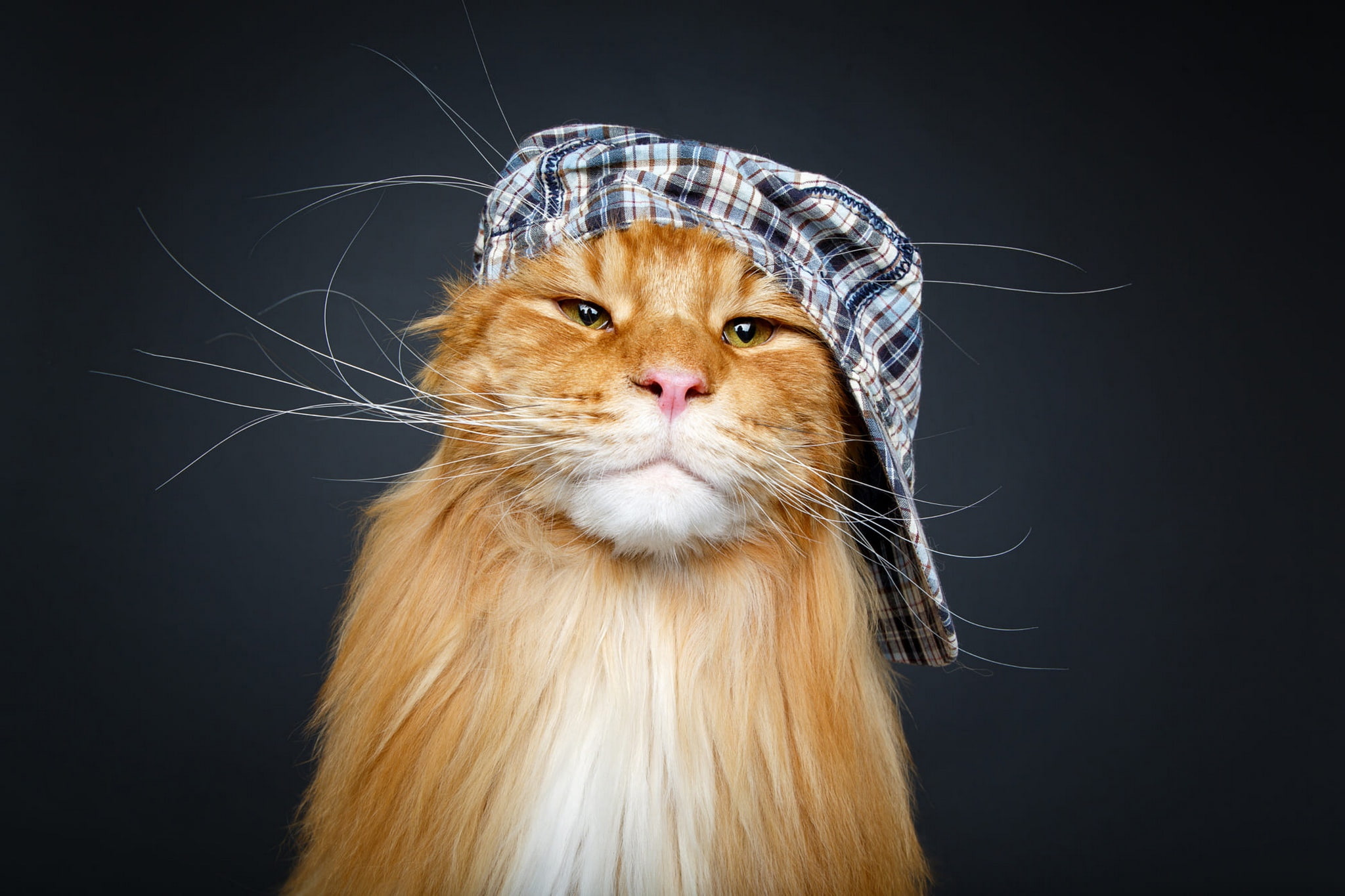 important, background, brutal, 1080P, face, cap, cat, look, mustache, Kote, his cap, photoshoot, the dark background, business, Maine Coon, cool, red, HD Wallpaper