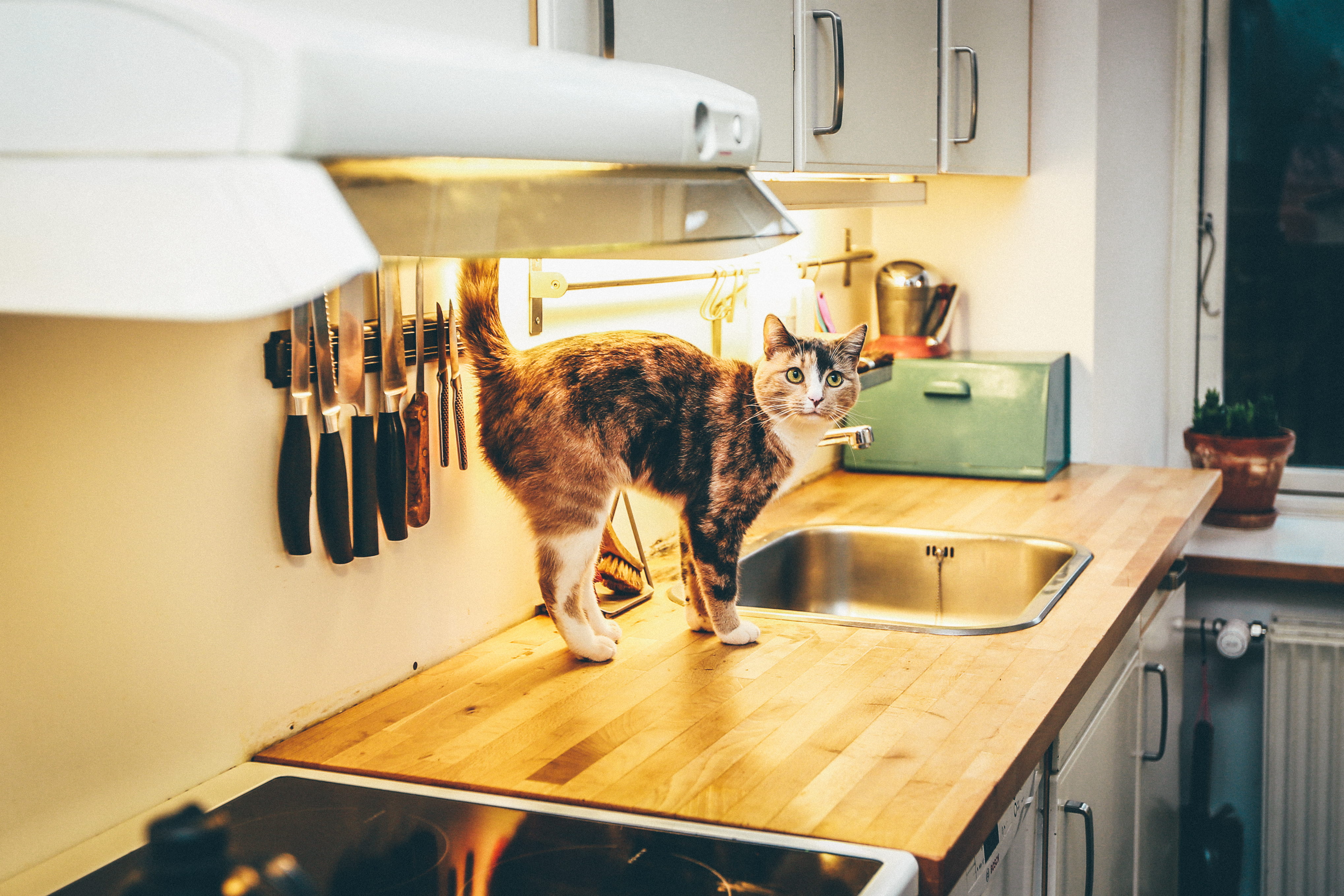 table, food and drink, 4K, domestic, tortoiseshell, mammal, domestic kitchen, one animal, dining, indoors, people, pets, domestic room, domestic animals, HD Wallpaper