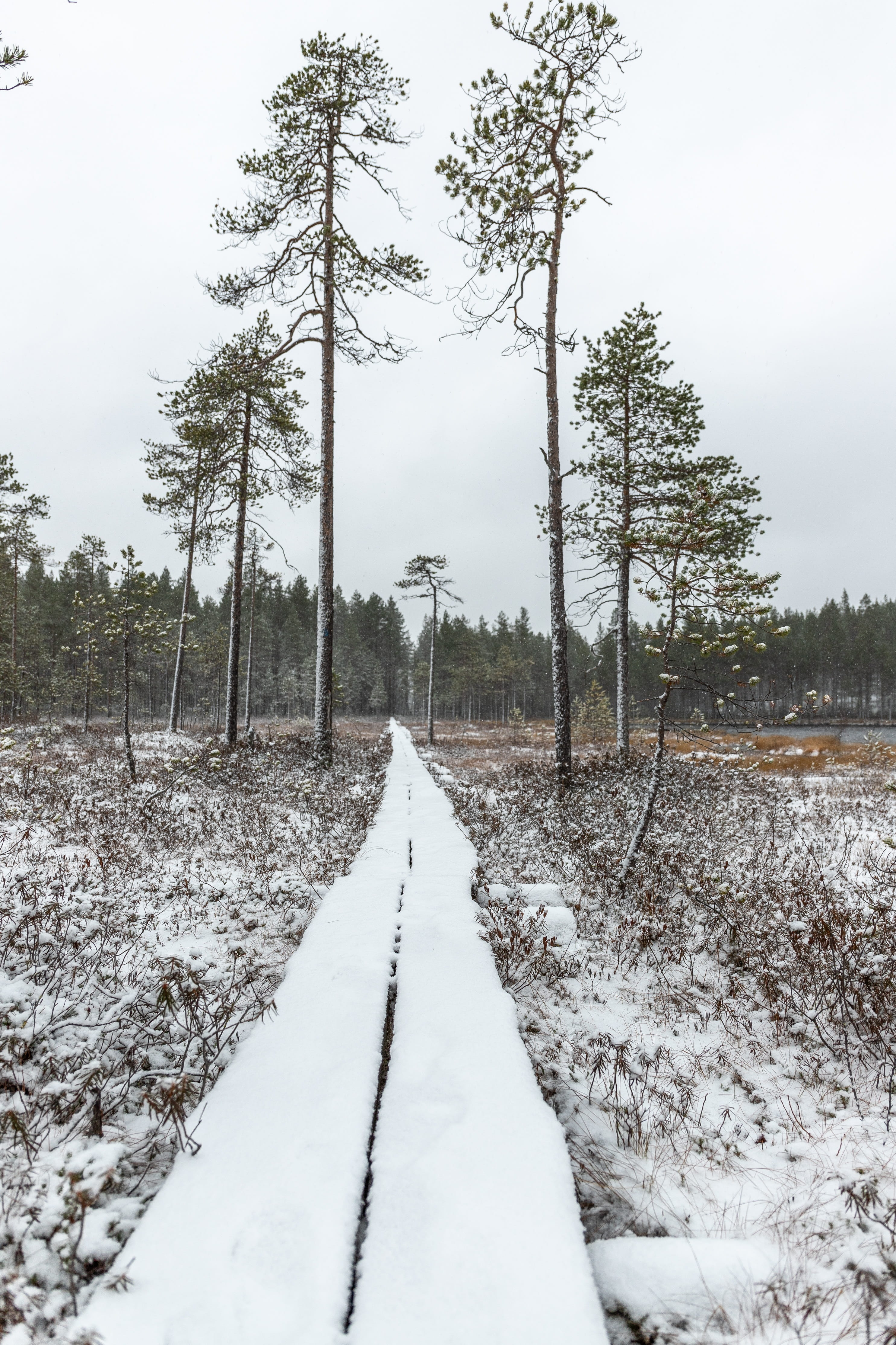 scenics - nature, 4K, plant, hiking, no people, white, the way forward, tree, frozen, snow, trees, nature, diminishing perspective, cold, direction, sky, Phone HD Wallpaper