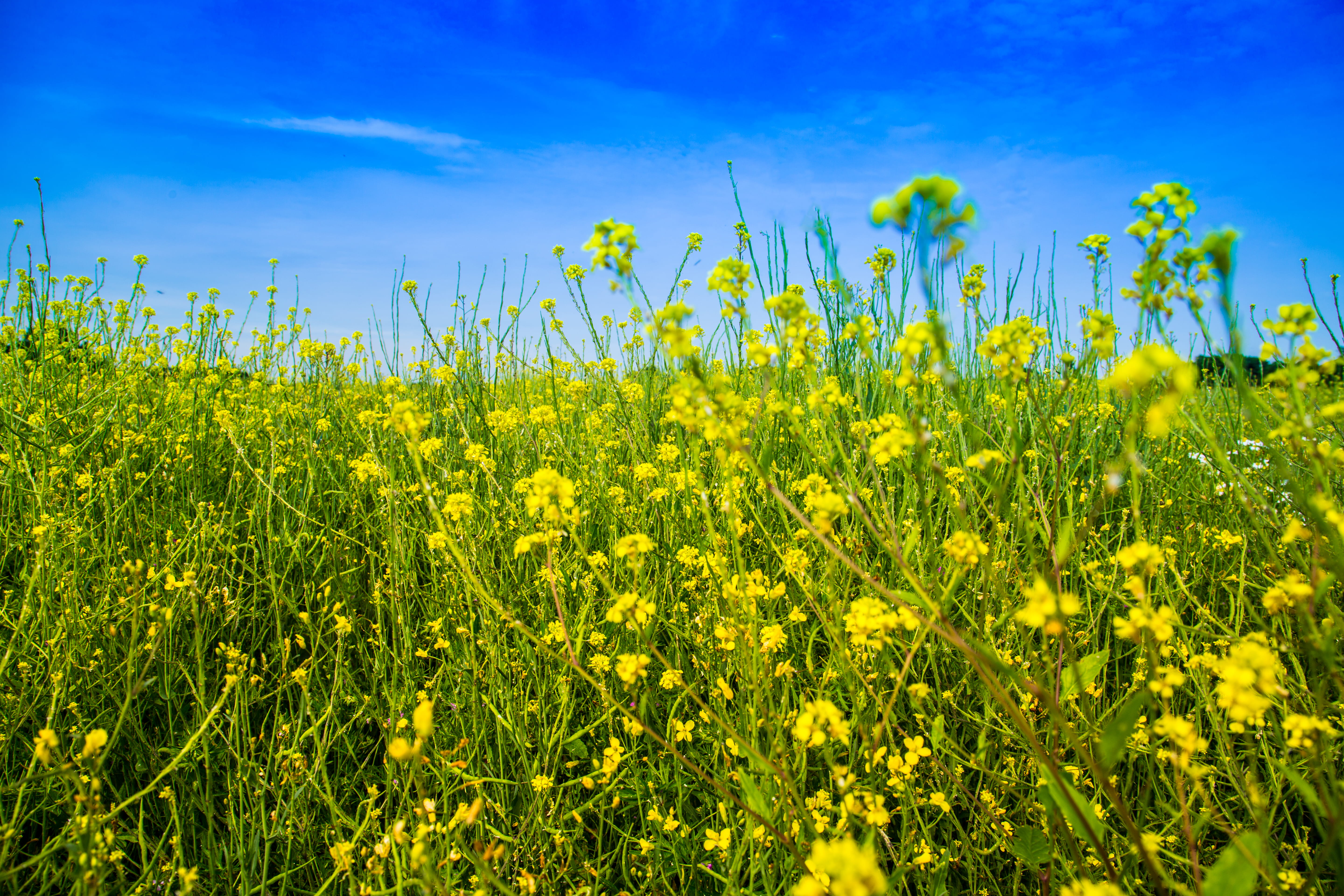 field, flowers, crop, united kingdom, oilseed rape, rural scene, plant, summer, skyporn, flowering plant, growth, scenics - nature, 5K, yellow, abbots langley, HD Wallpaper