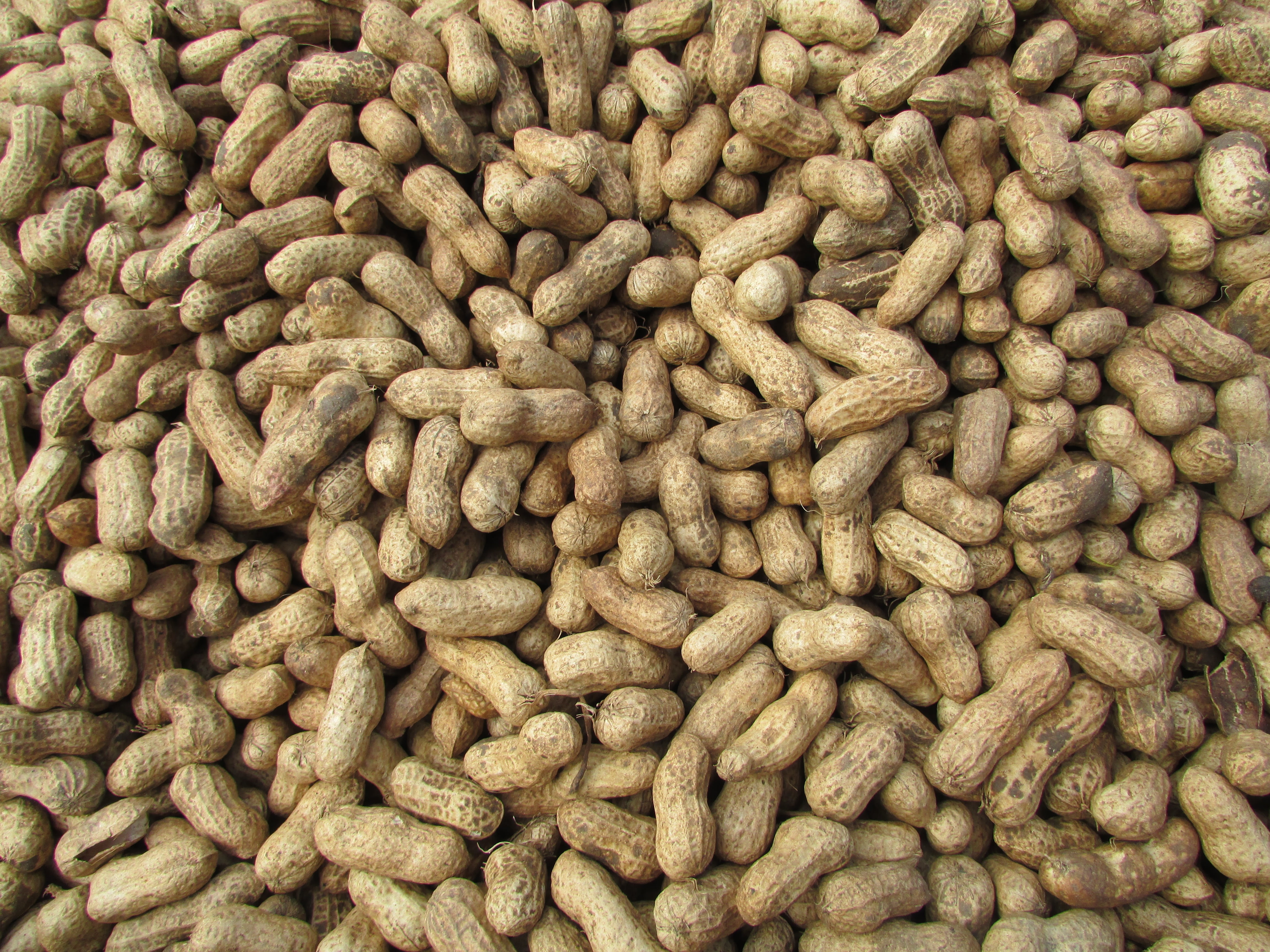 day, india, 4K, nut - food, bangalore, abundance, healthy eating, collection, for sale, repetition, food, food and drink, peanut, freshness, wellbeing, HD Wallpaper