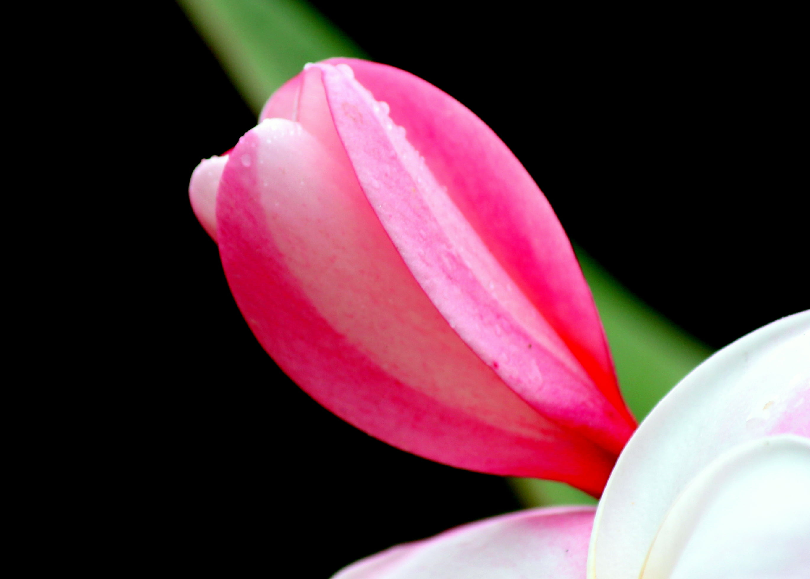 beauty In Nature, shallow focus, shallow, freshness, photography, 2K, pink Color, Flower, lotus Water Lily, Nature, Bangalore, focus, flower Head, petal, HD Wallpaper